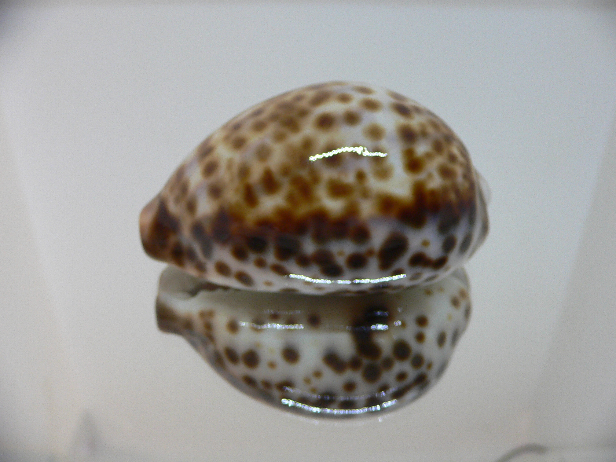 Cypraea tigris peterstimpsoni