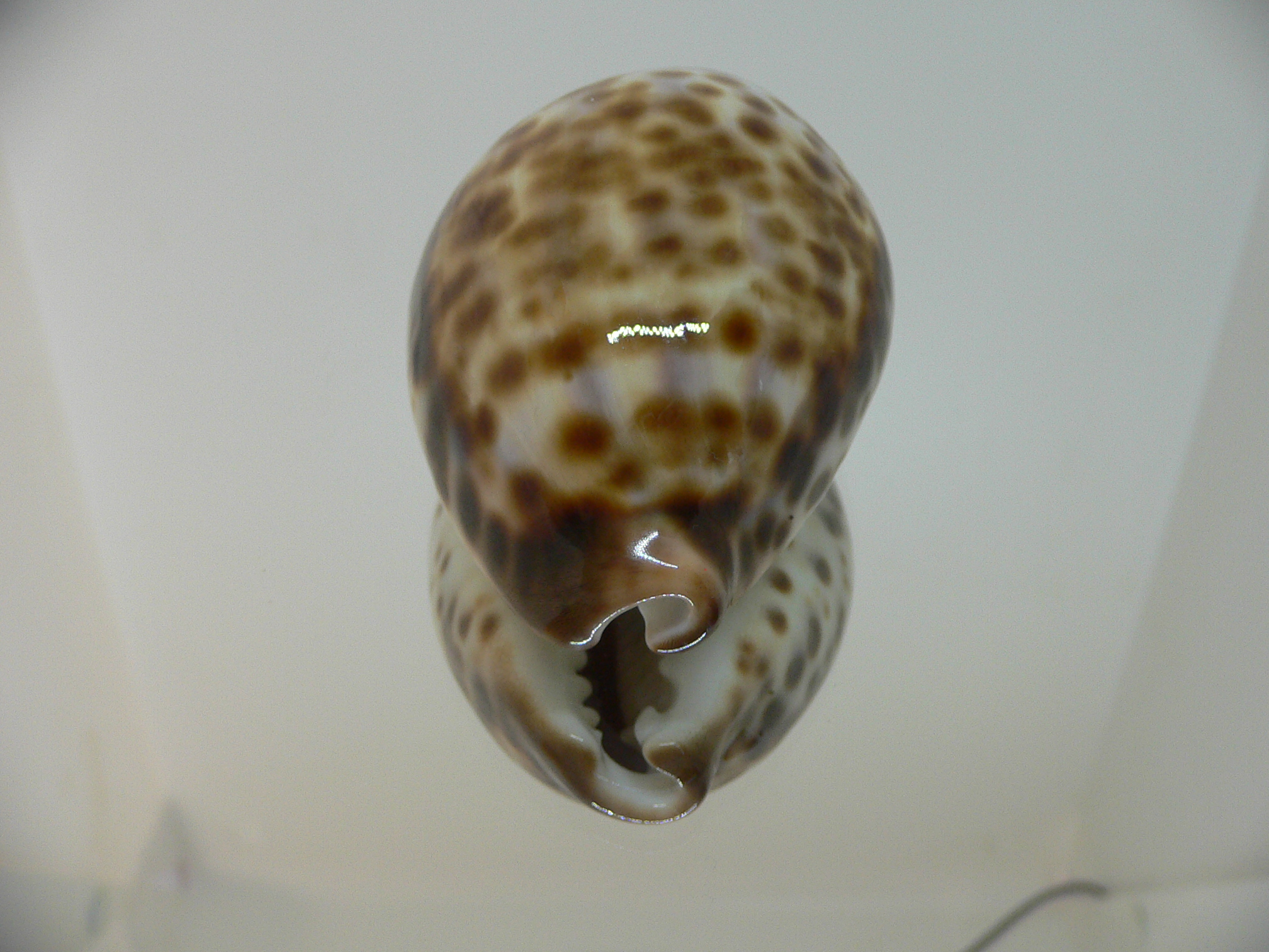 Cypraea tigris peterstimpsoni