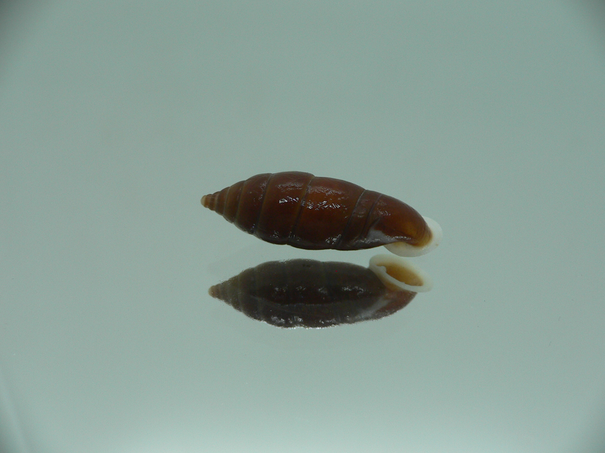 Oospira zhaoyifani BIG ENDEMIC