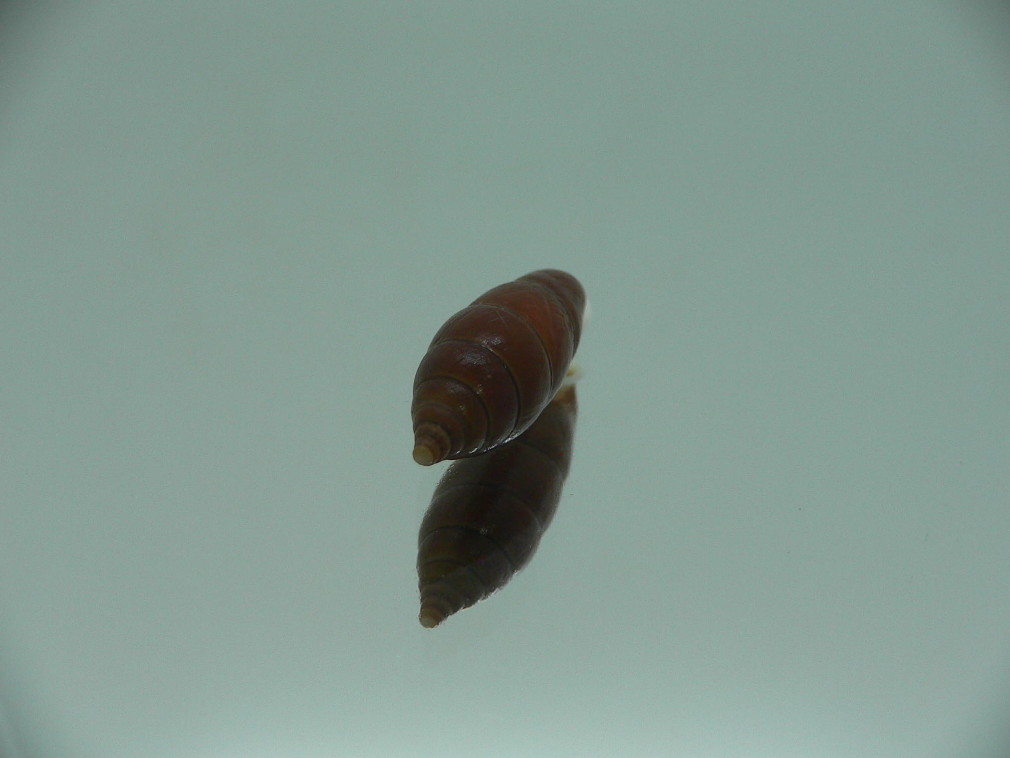 Oospira zhaoyifani BIG ENDEMIC
