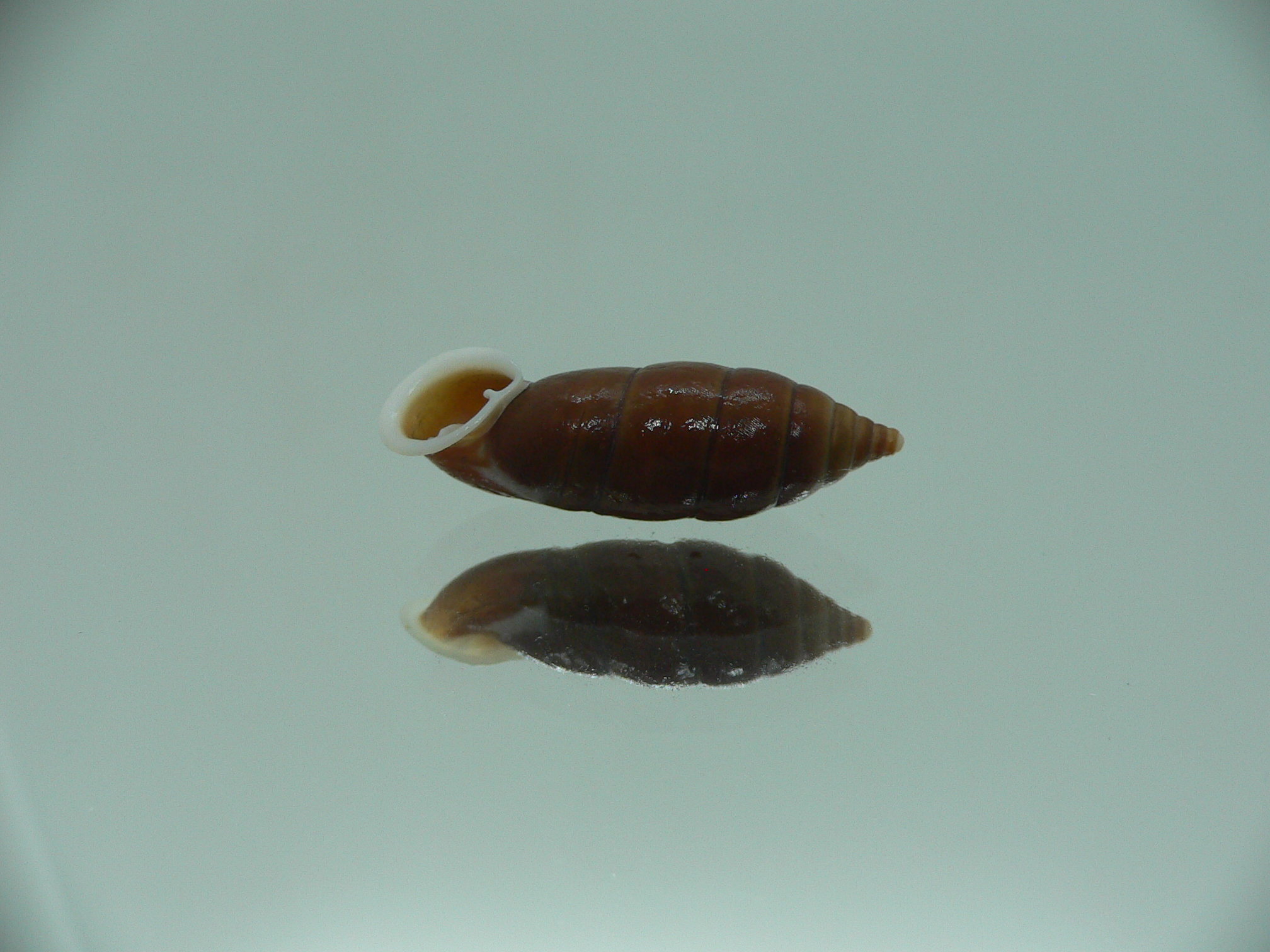Oospira zhaoyifani BIG ENDEMIC