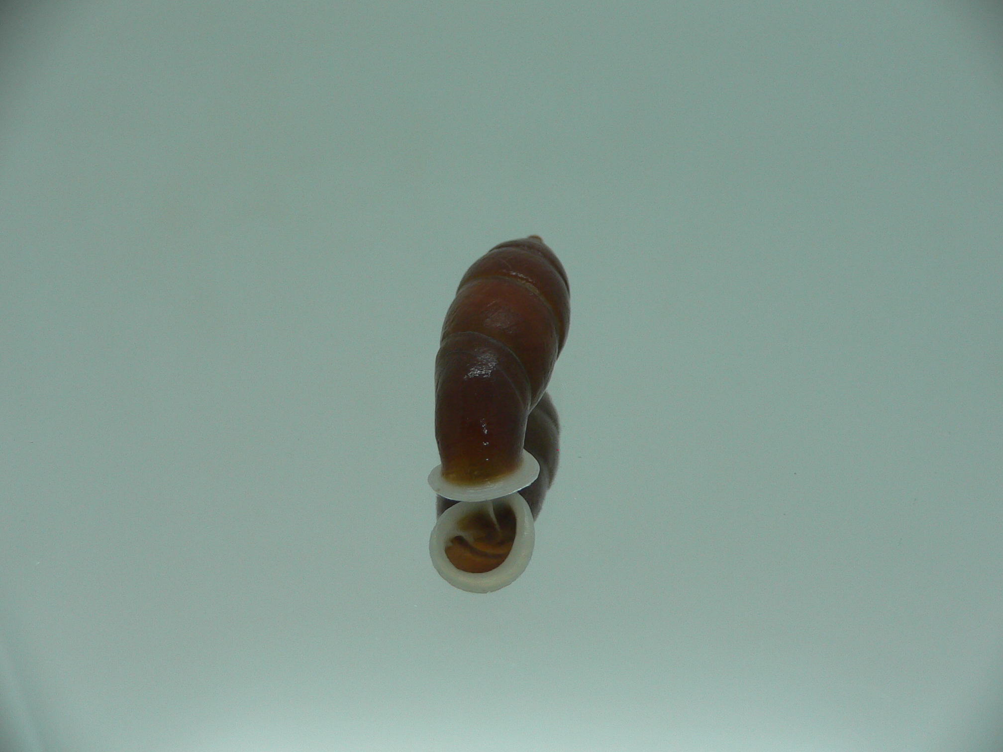 Oospira zhaoyifani BIG ENDEMIC