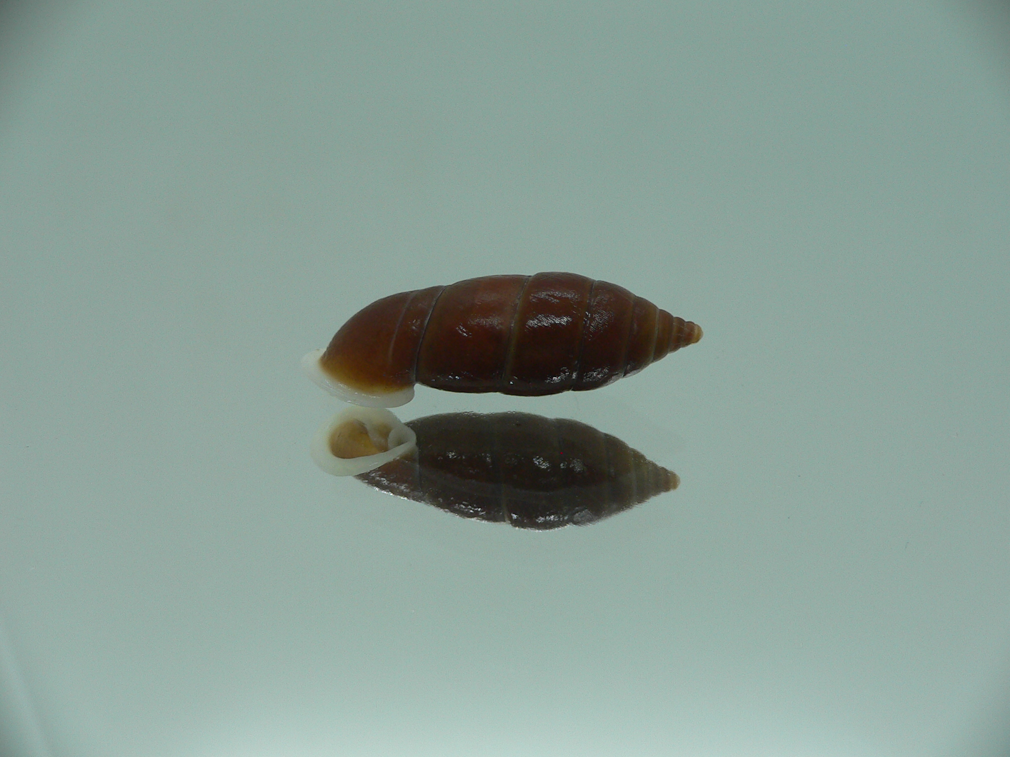 Oospira zhaoyifani BIG ENDEMIC