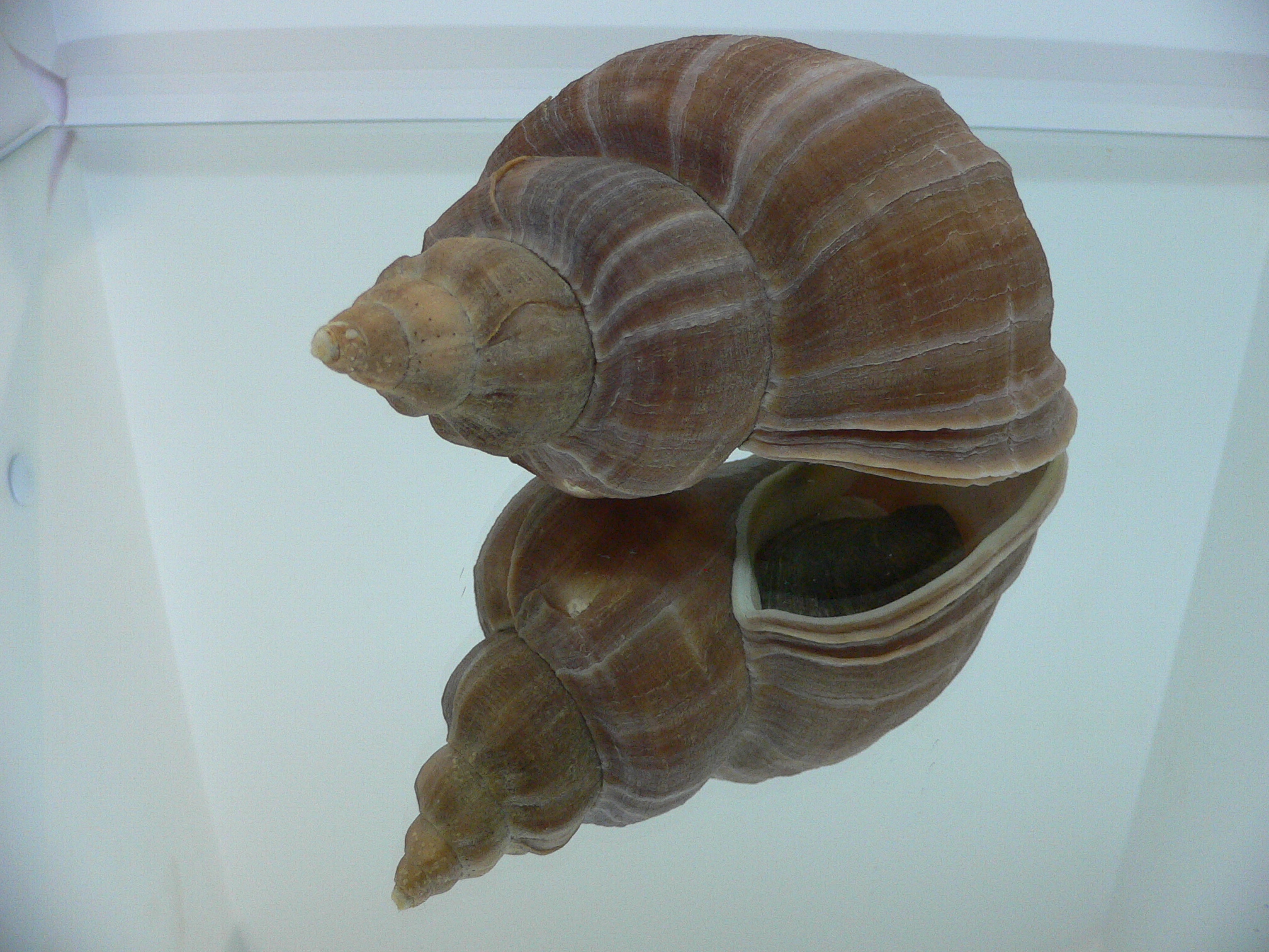 Neptunea eulimata PERFECT LIP