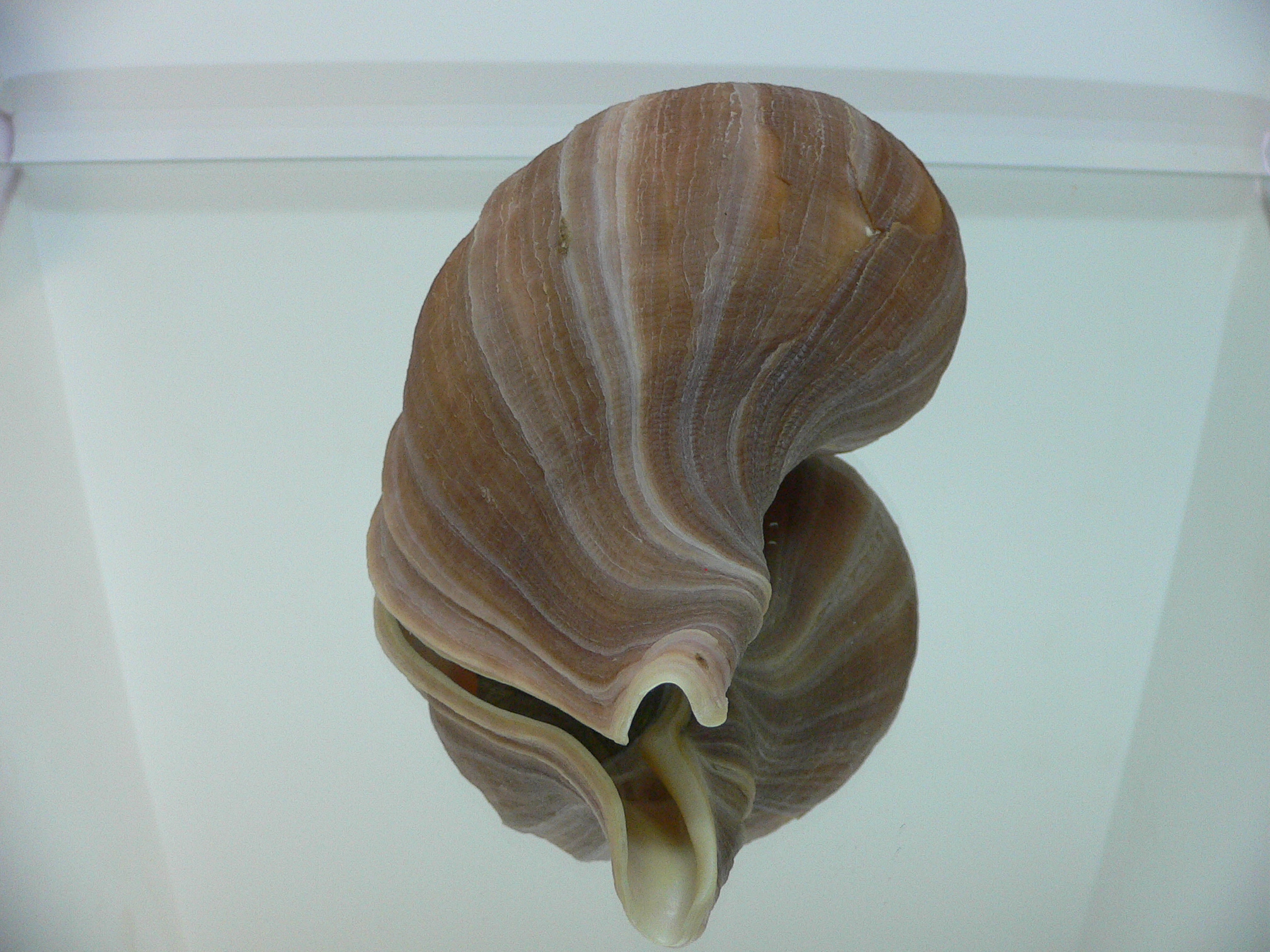 Neptunea eulimata PERFECT LIP