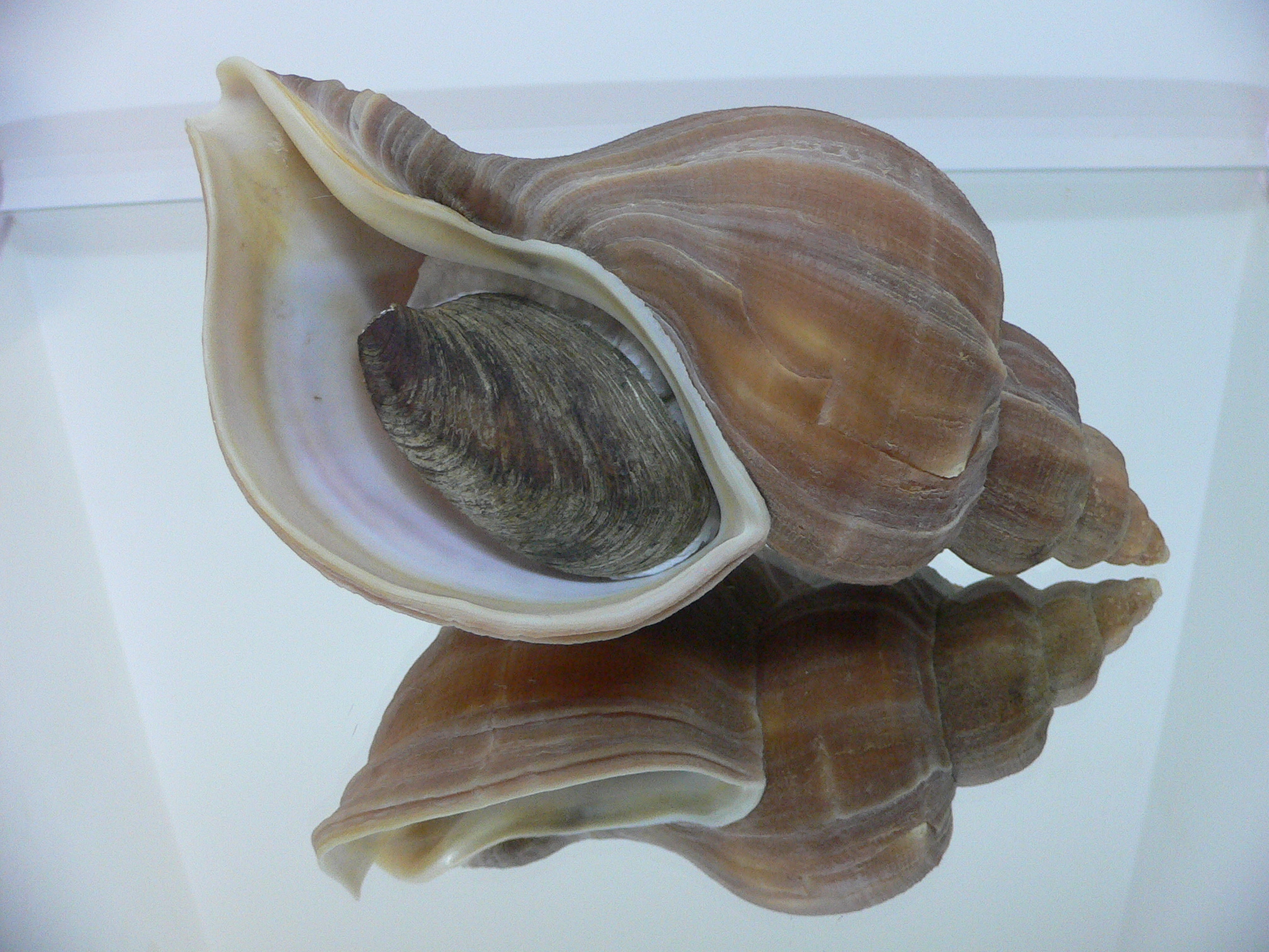 Neptunea eulimata PERFECT LIP
