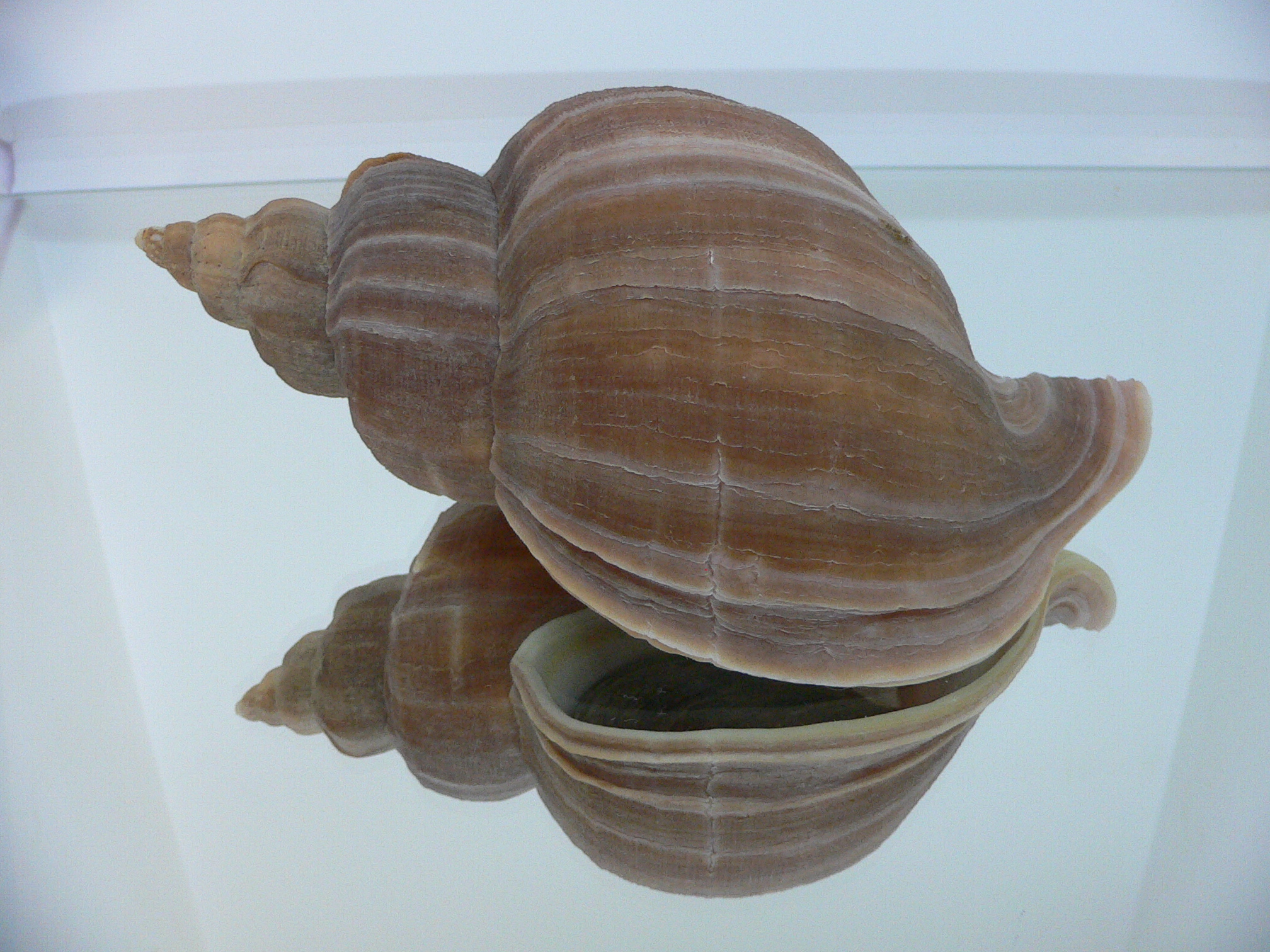 Neptunea eulimata PERFECT LIP