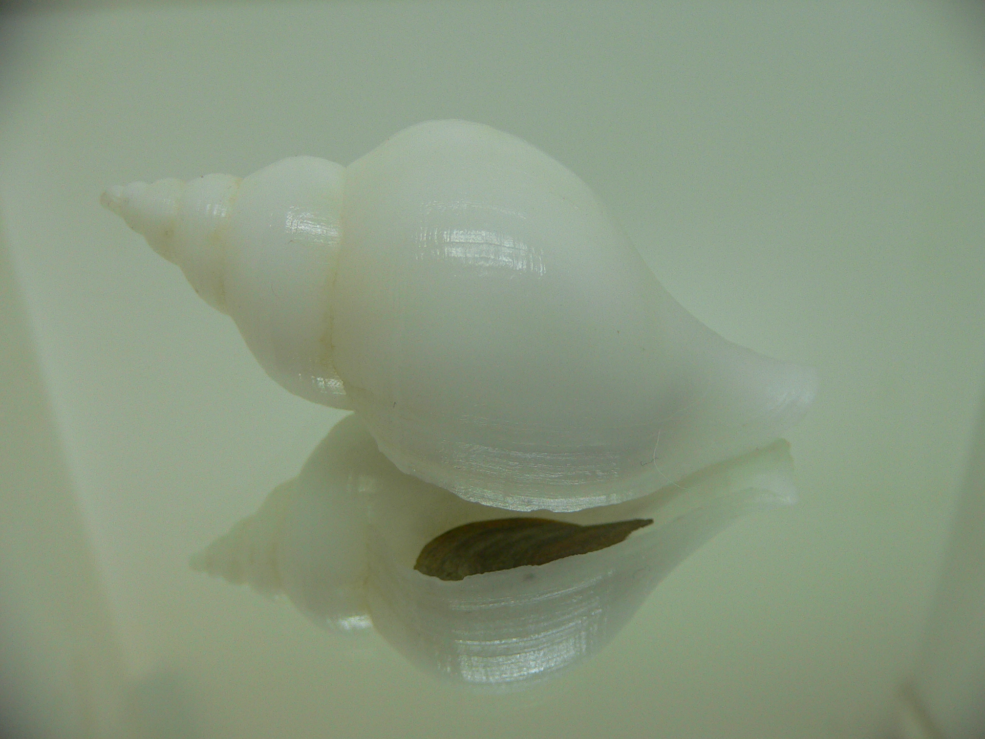 Neptunea fukueae 1