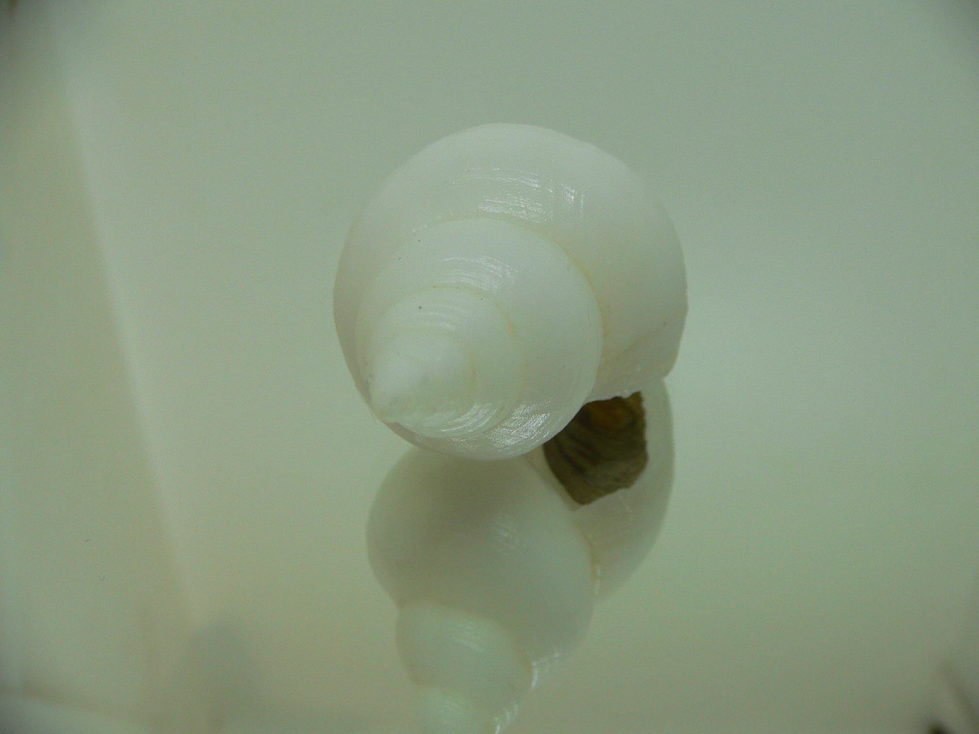 Neptunea fukueae 1