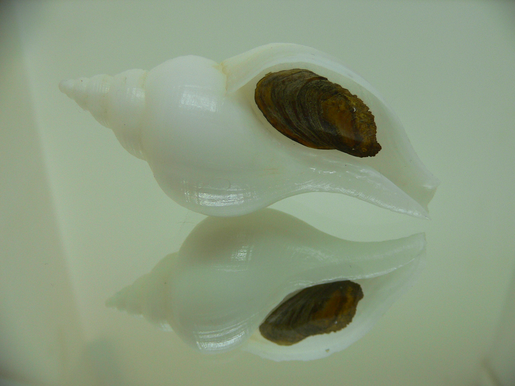 Neptunea fukueae 1