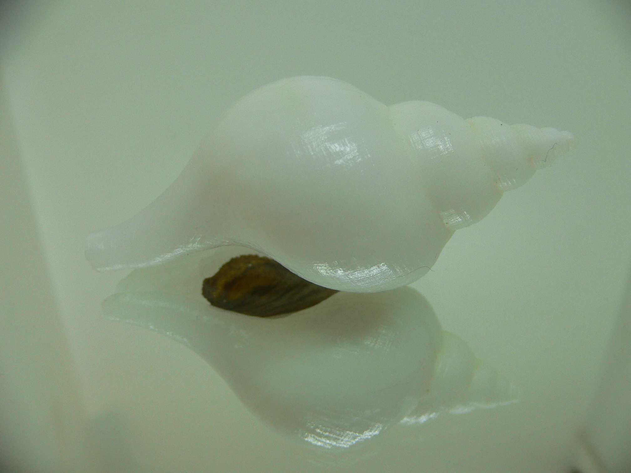 Neptunea fukueae 1