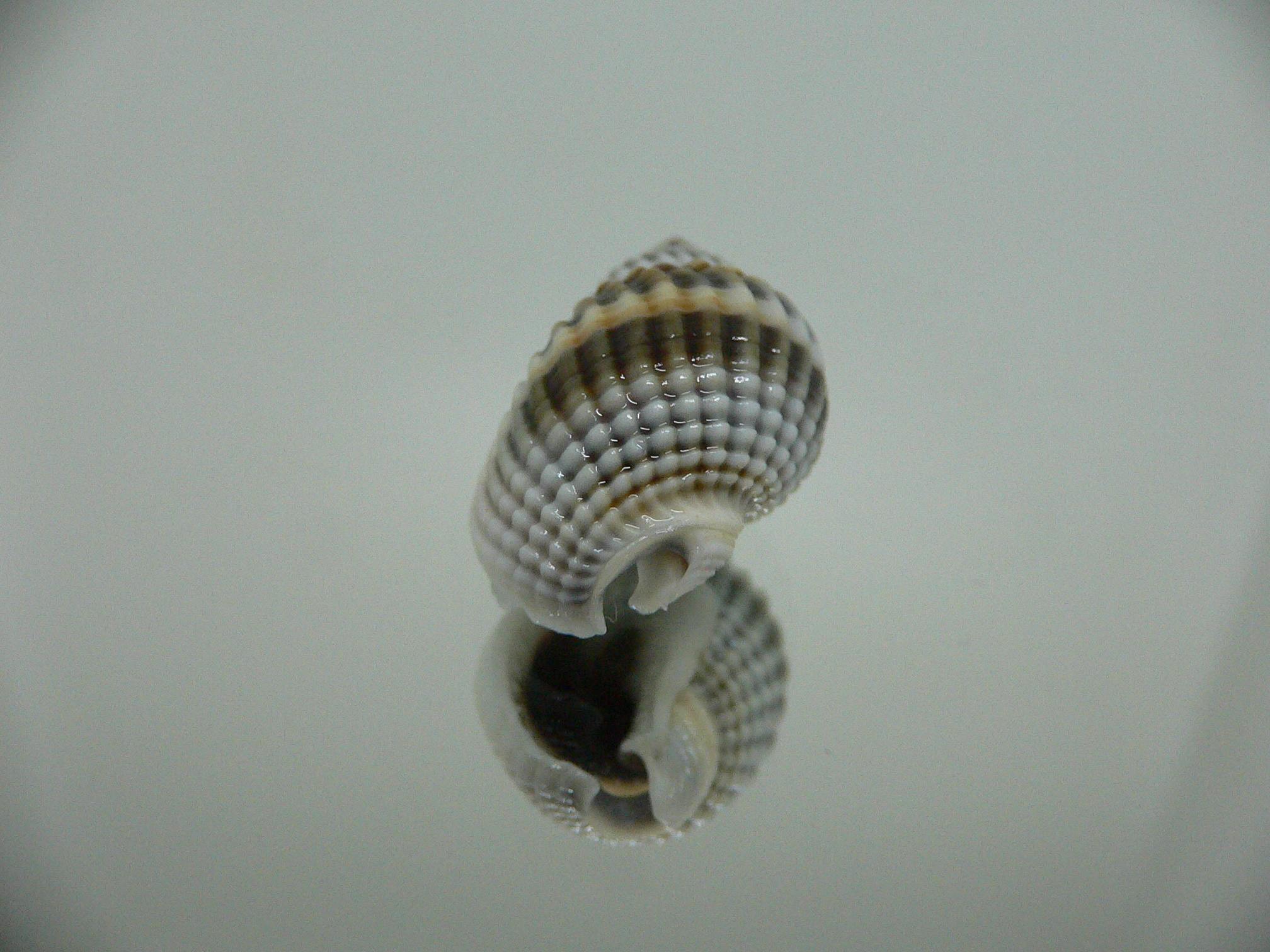 Nassarius livescens BLUE