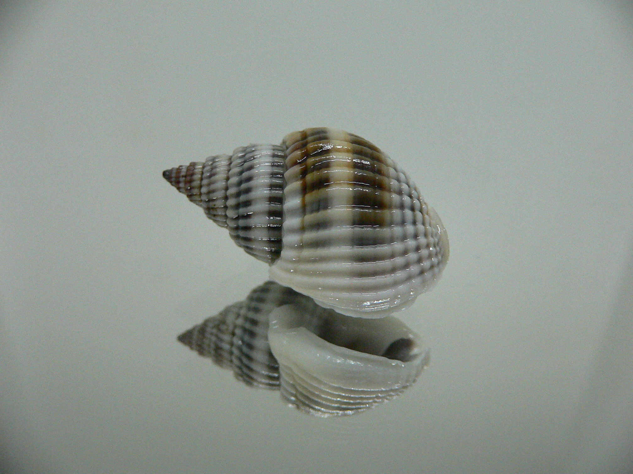 Nassarius livescens BLUE