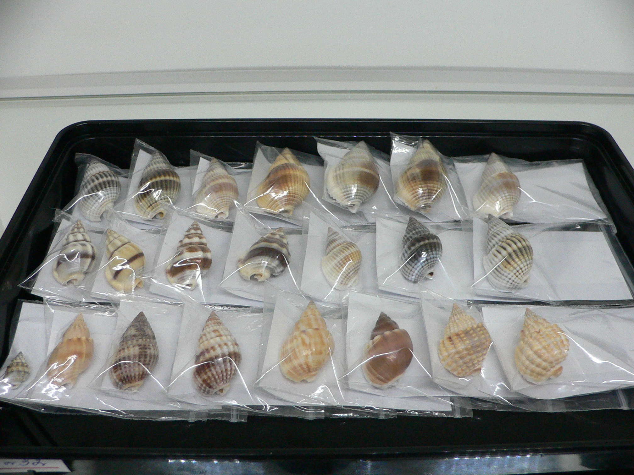 Nassarius livescens BLUE