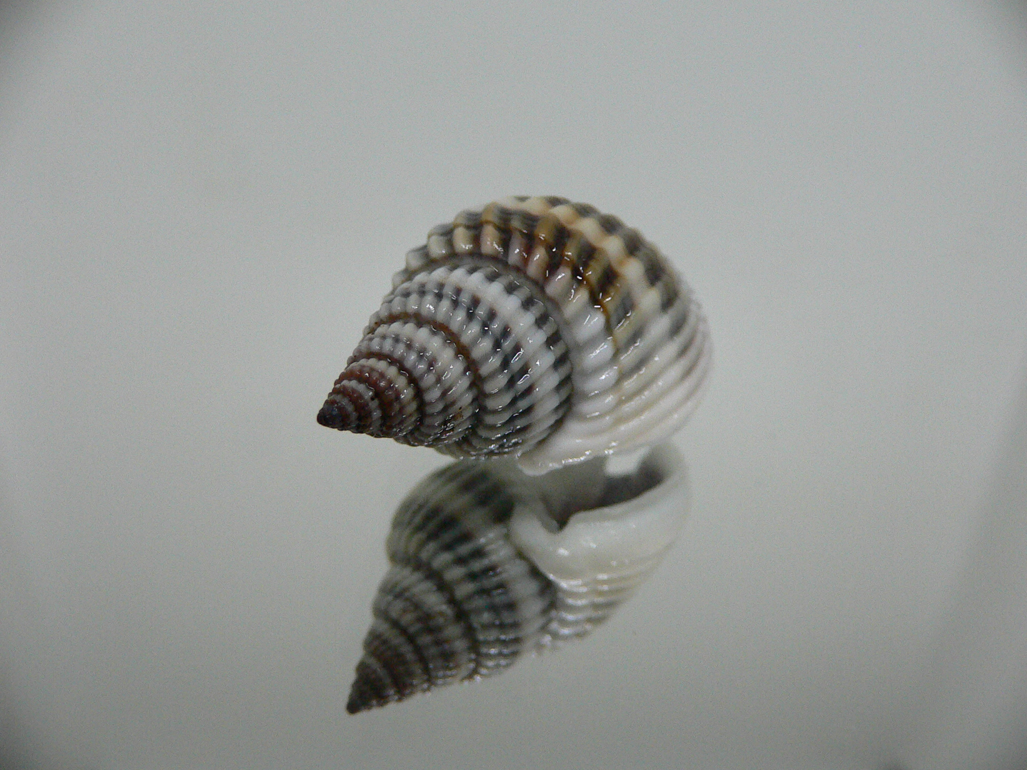 Nassarius livescens BLUE