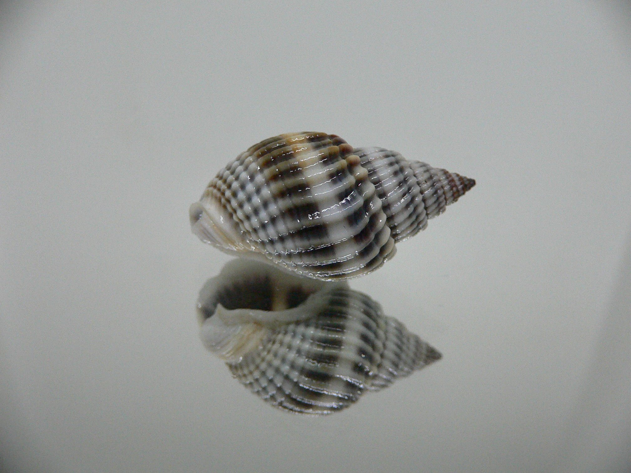 Nassarius livescens BLUE