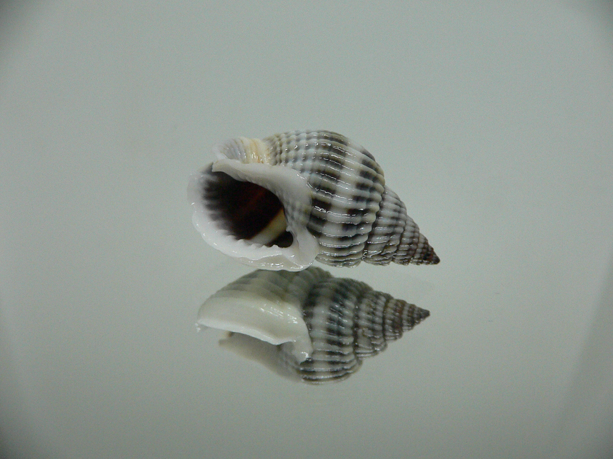 Nassarius livescens BLUE