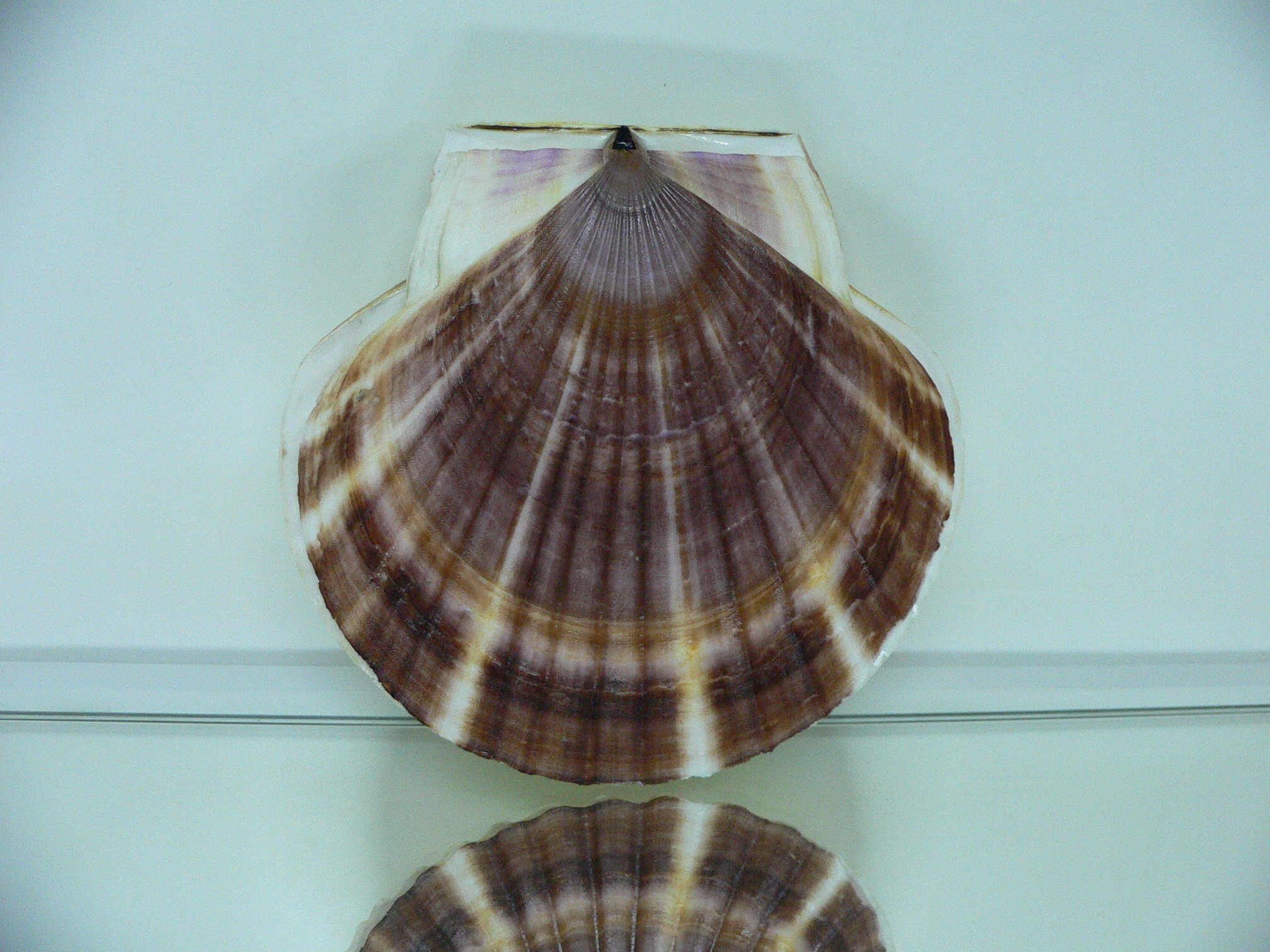 Patinopecten yessoensis ALBINO & STRIP