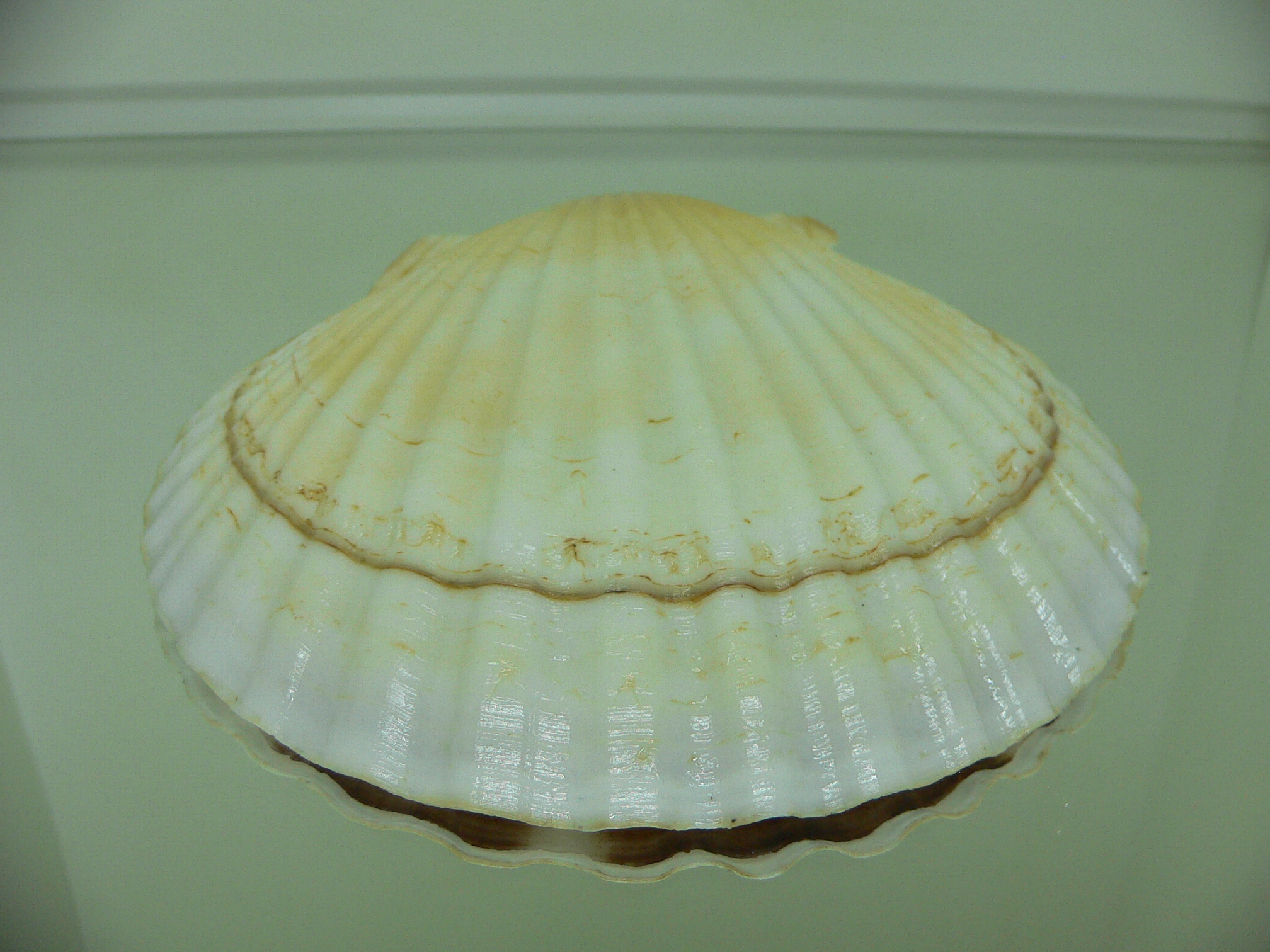 Patinopecten yessoensis ALBINO & STRIP