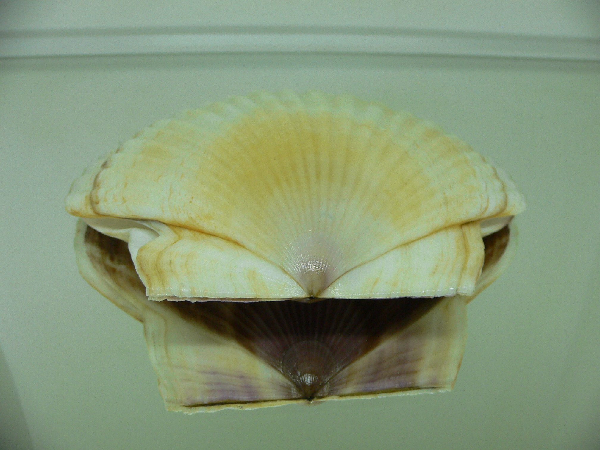 Patinopecten yessoensis ALBINO & STRIP