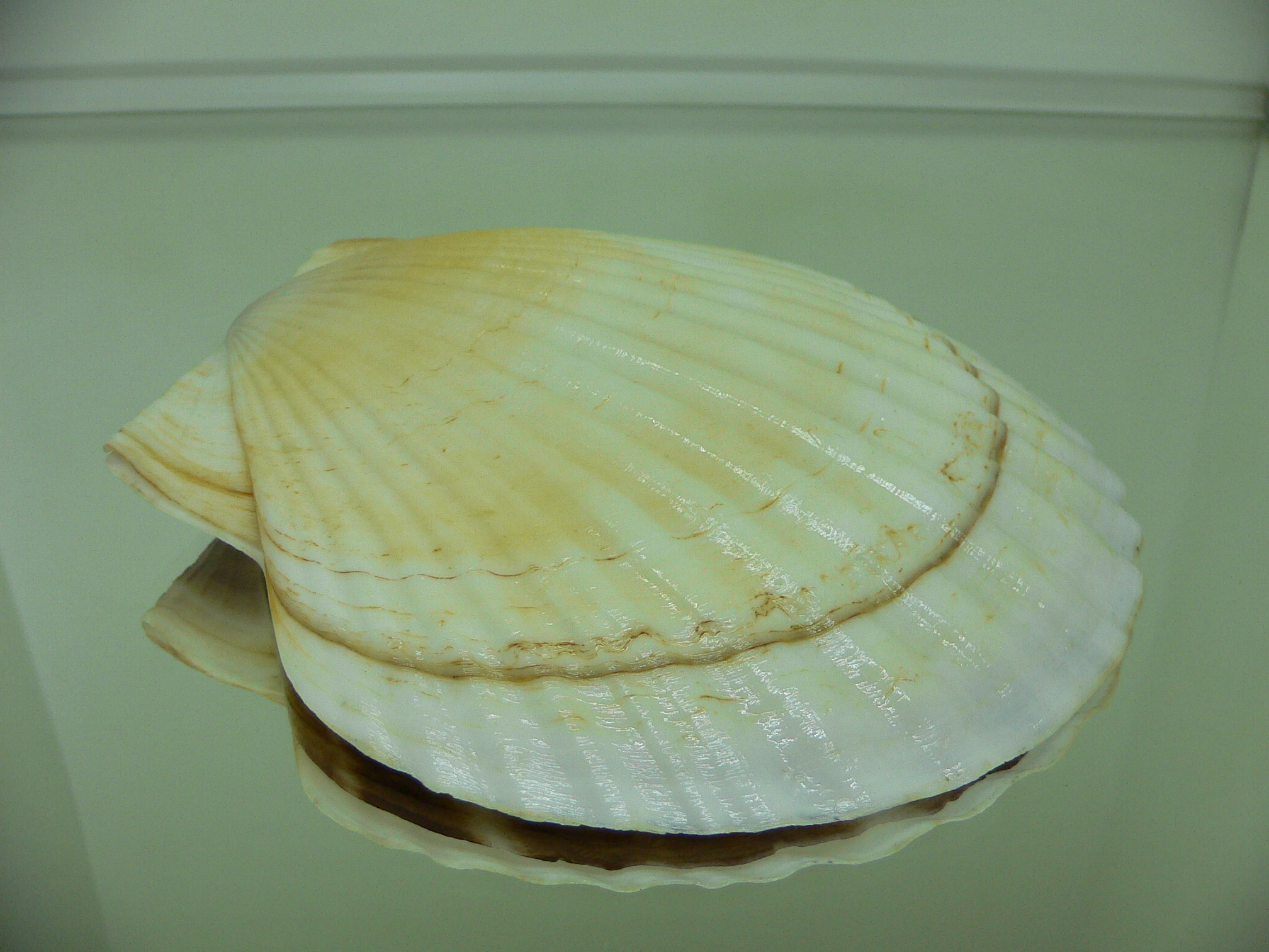 Patinopecten yessoensis ALBINO & STRIP