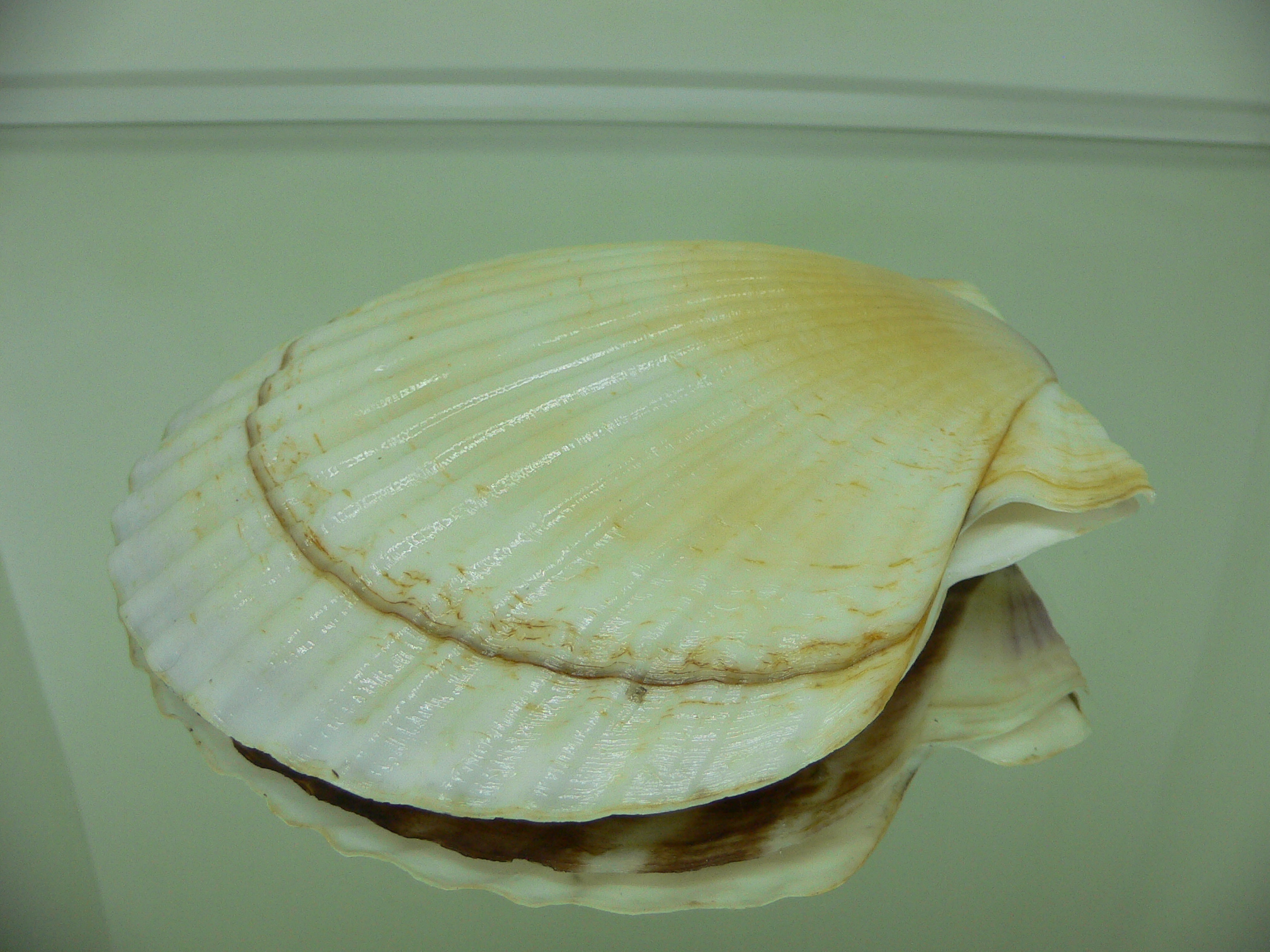 Patinopecten yessoensis ALBINO & STRIP