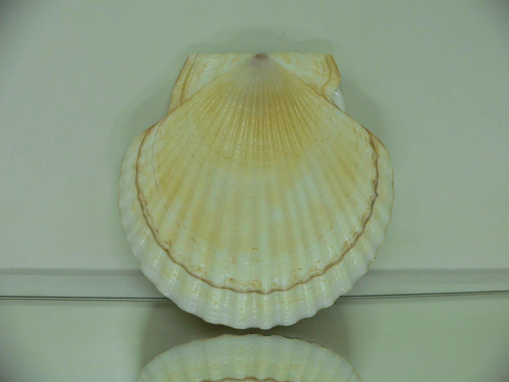 Patinopecten yessoensis ALBINO & STRIP