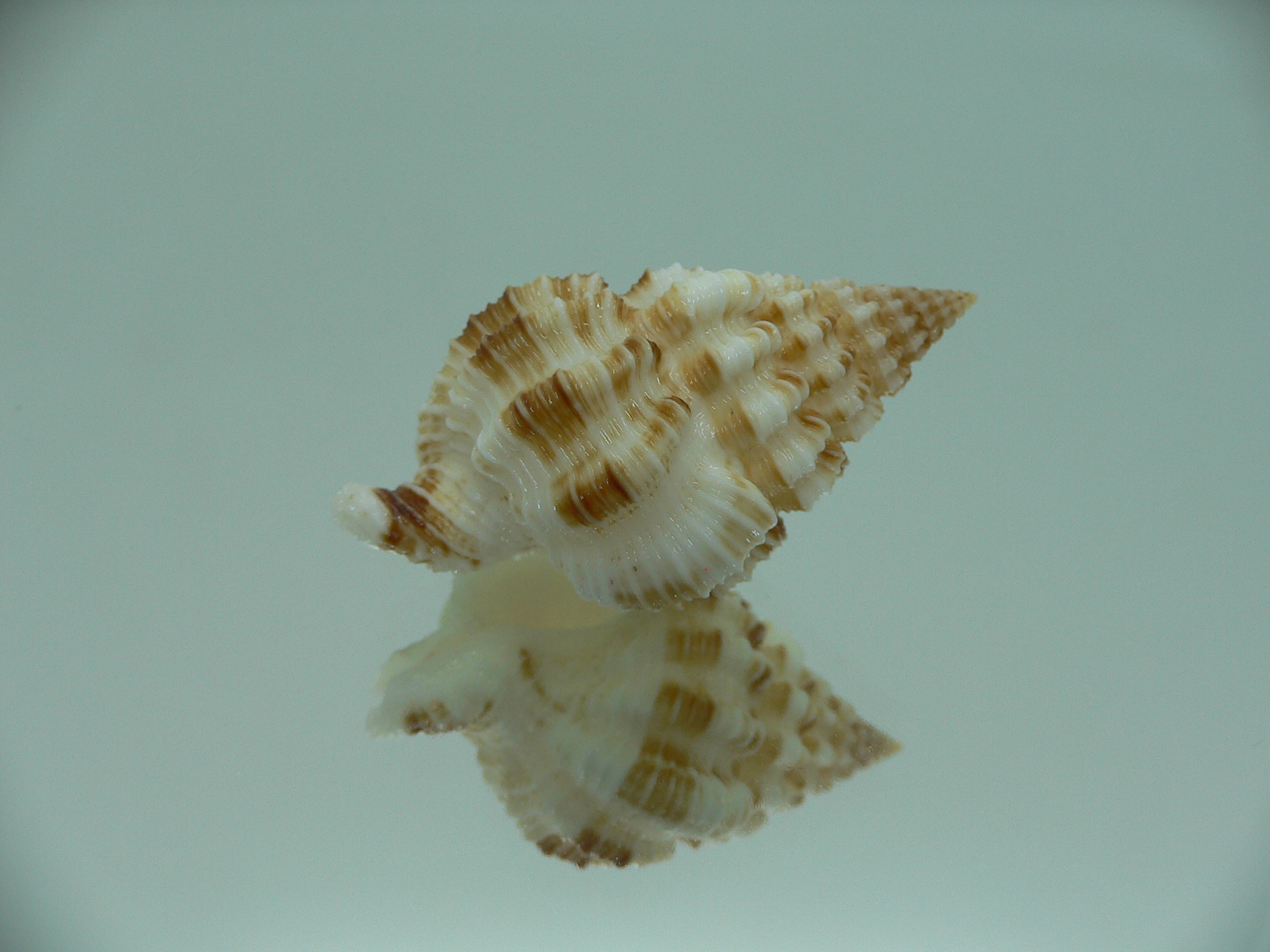 Nassaria amboynensis BIG