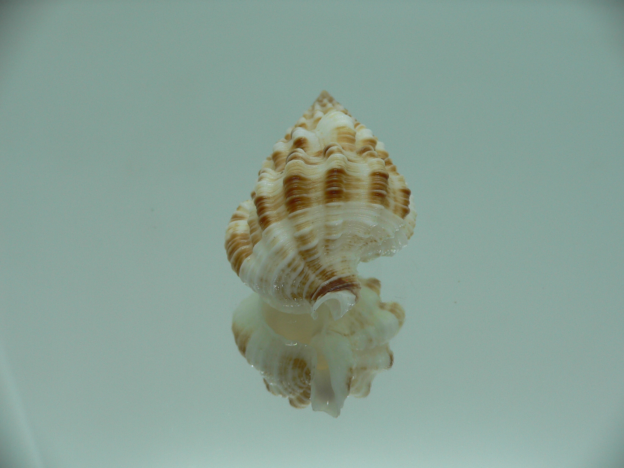 Nassaria amboynensis BIG