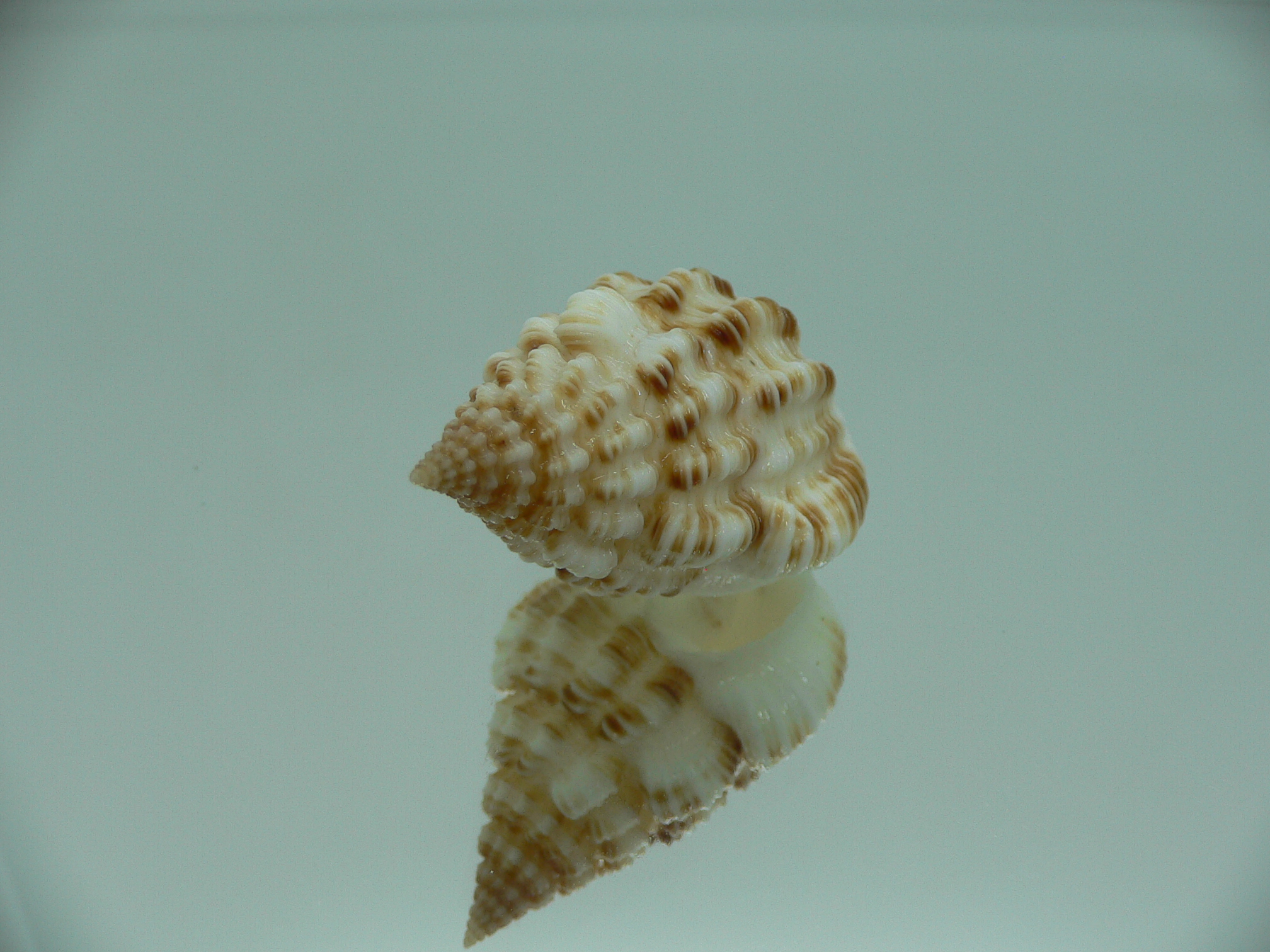 Nassaria amboynensis BIG