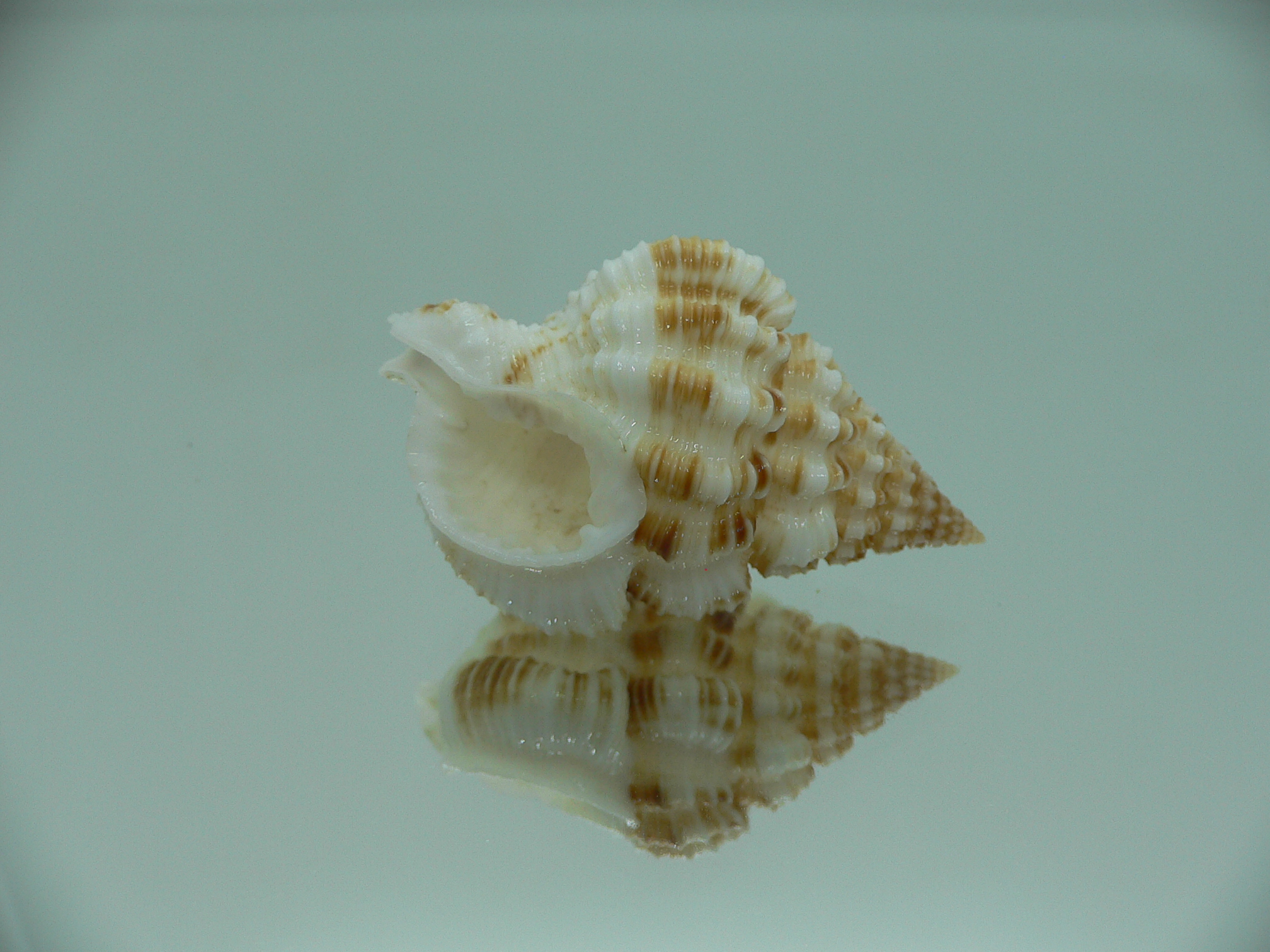 Nassaria amboynensis BIG