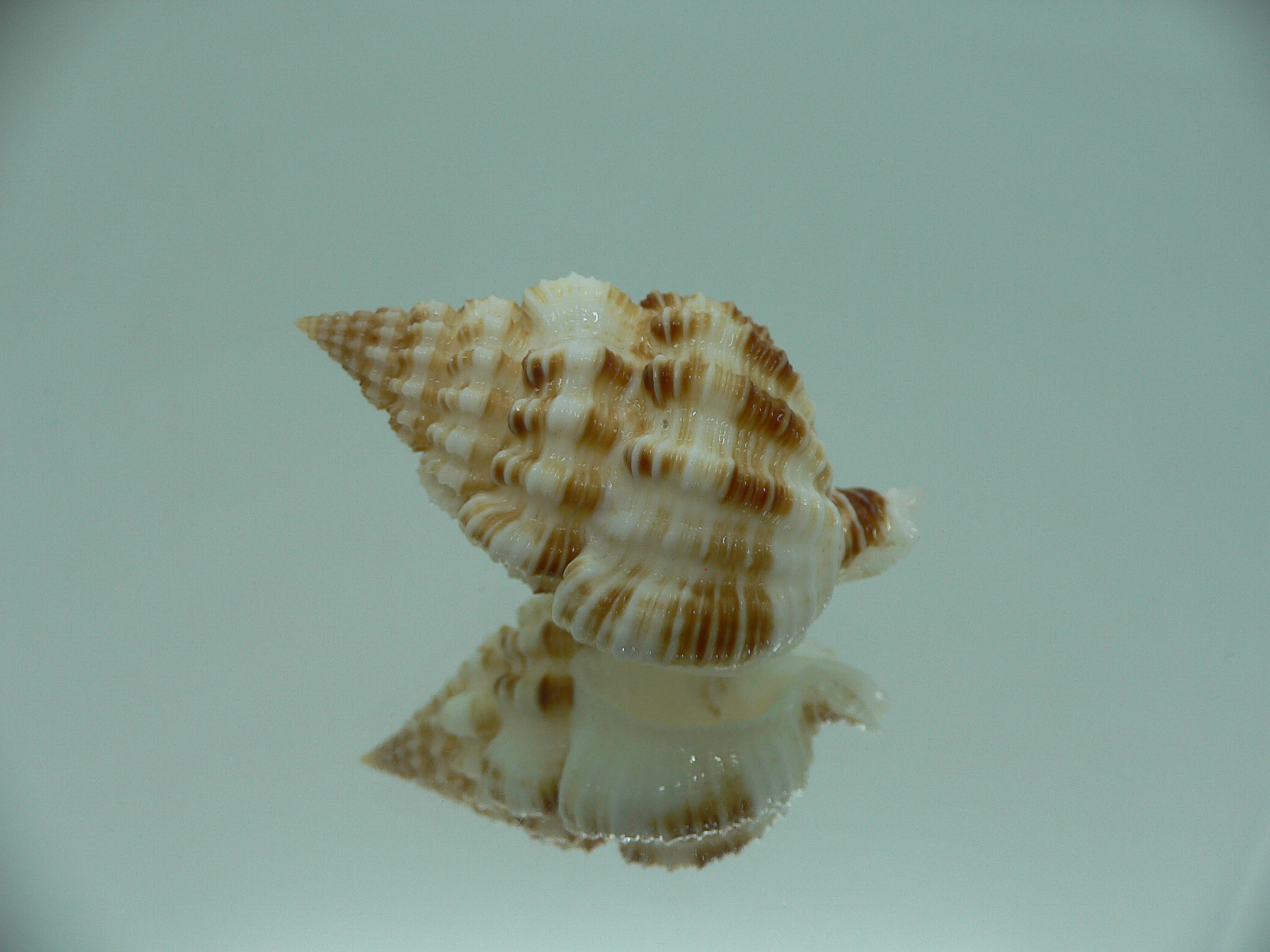 Nassaria amboynensis BIG