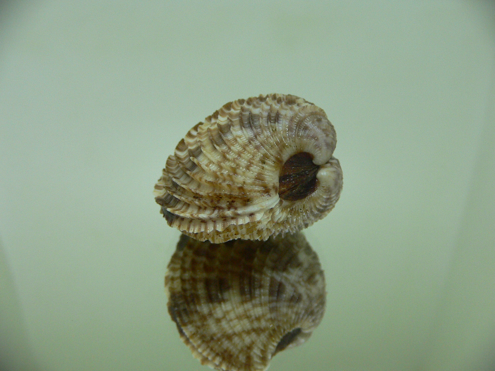 Antigona lamellaris