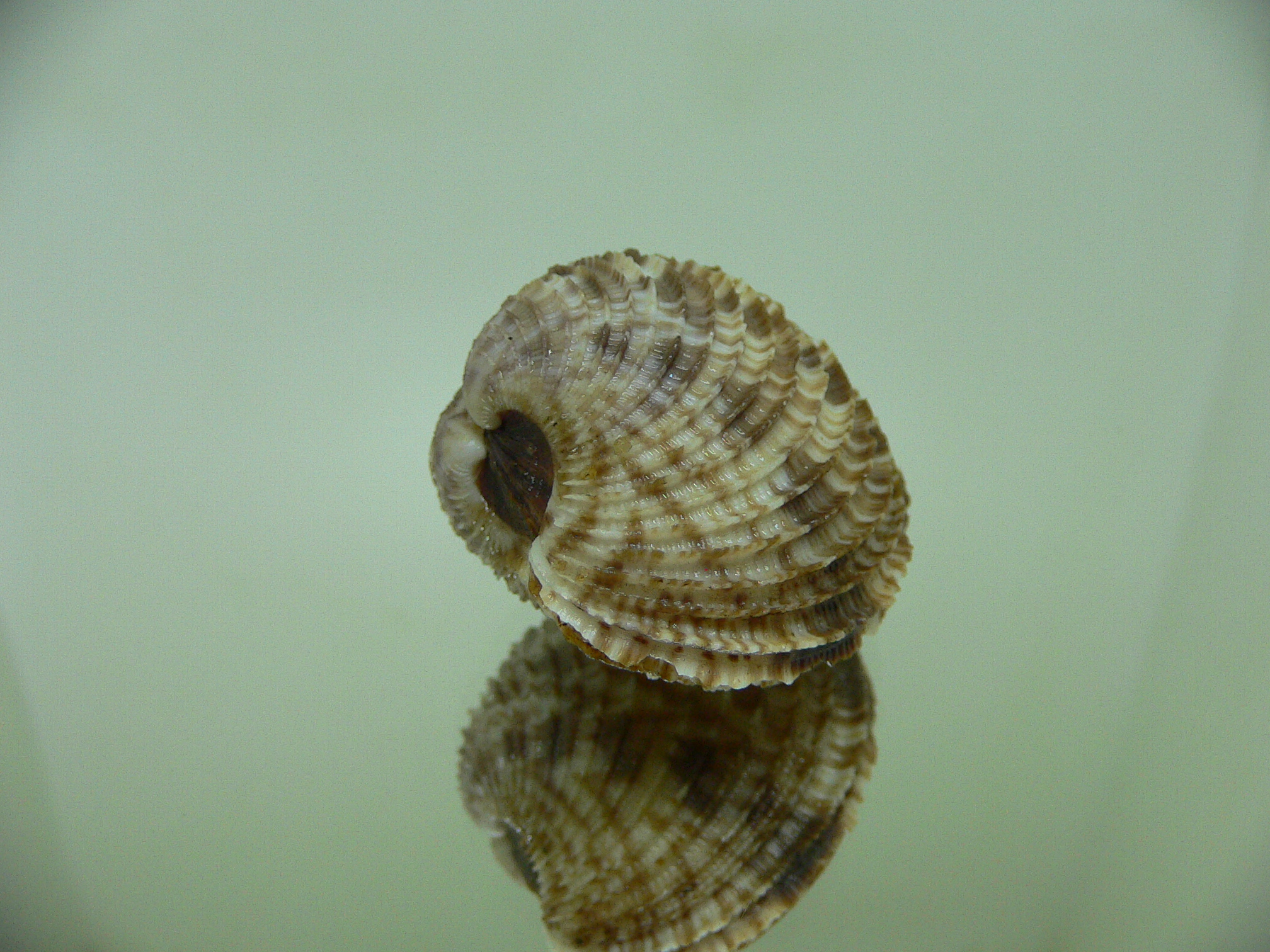 Antigona lamellaris