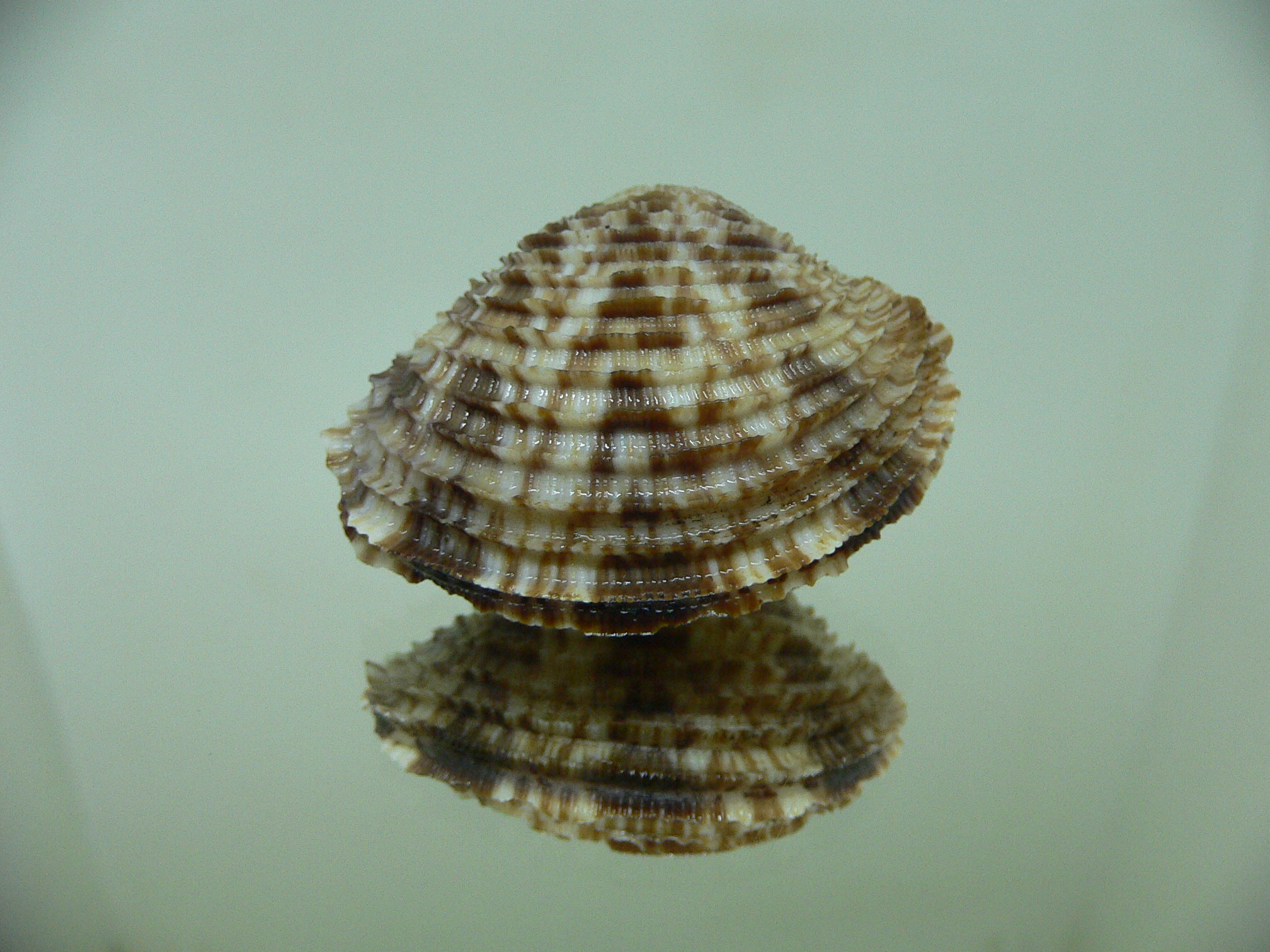 Antigona lamellaris