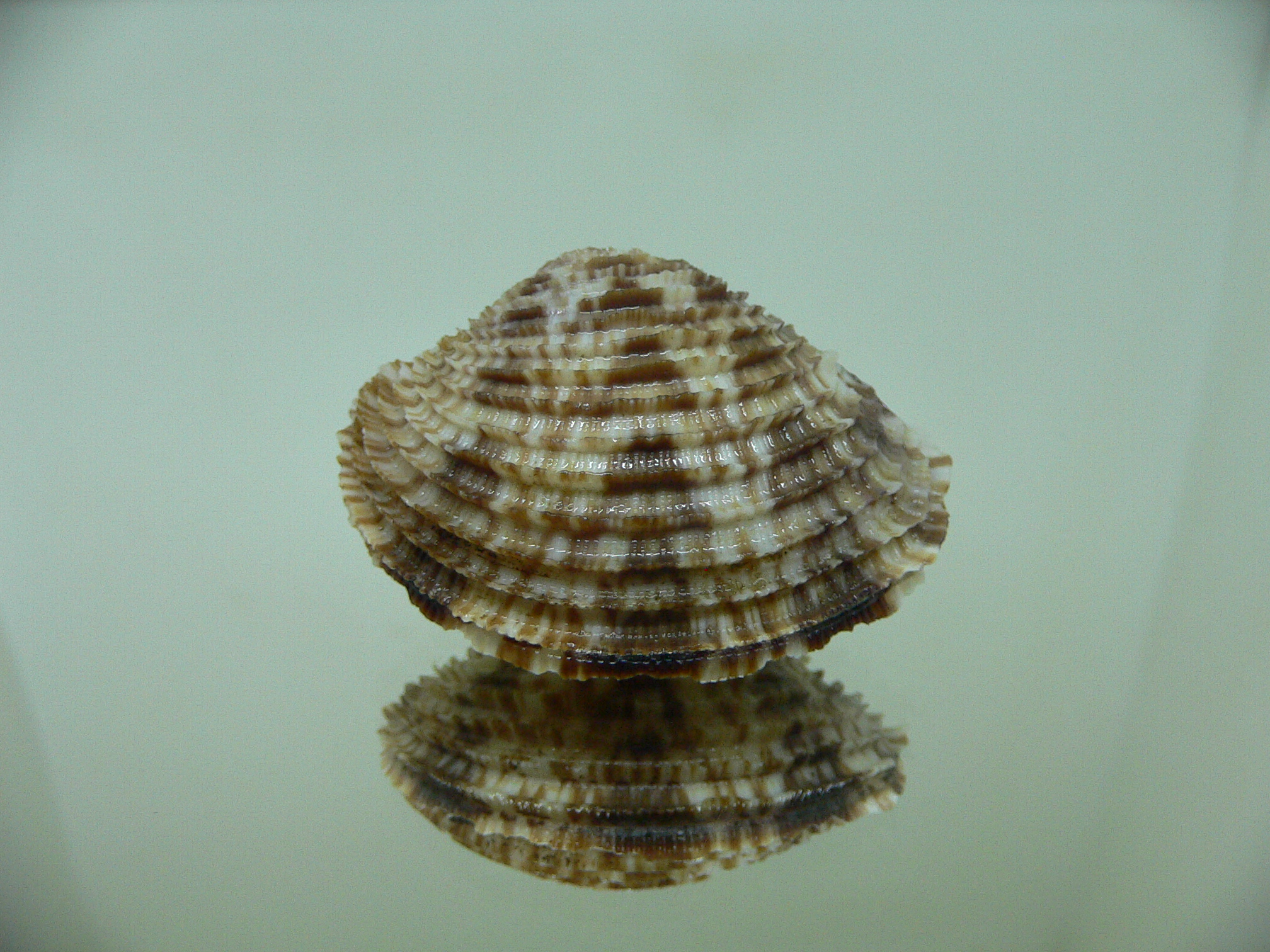 Antigona lamellaris