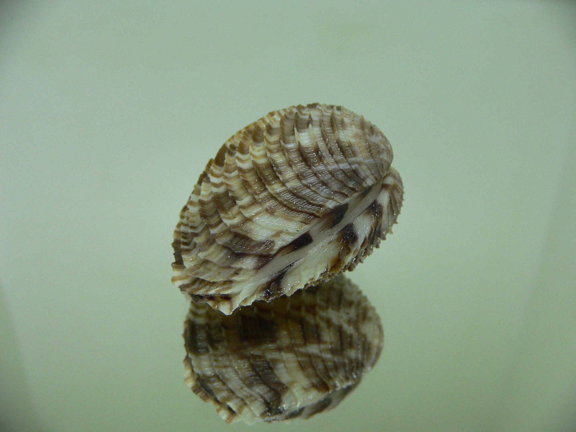 Antigona lamellaris