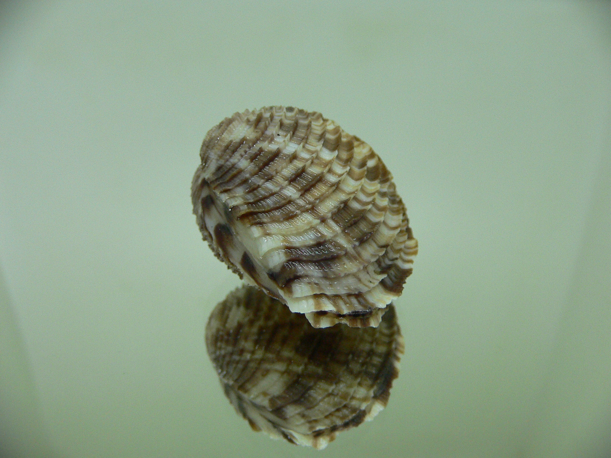 Antigona lamellaris