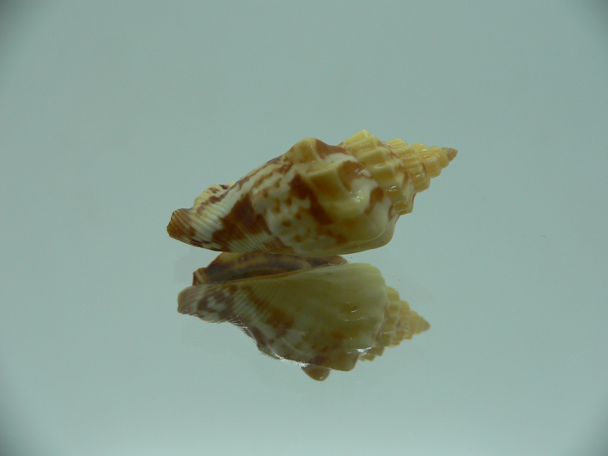 Canarium erythrinum RARE & IDEAL