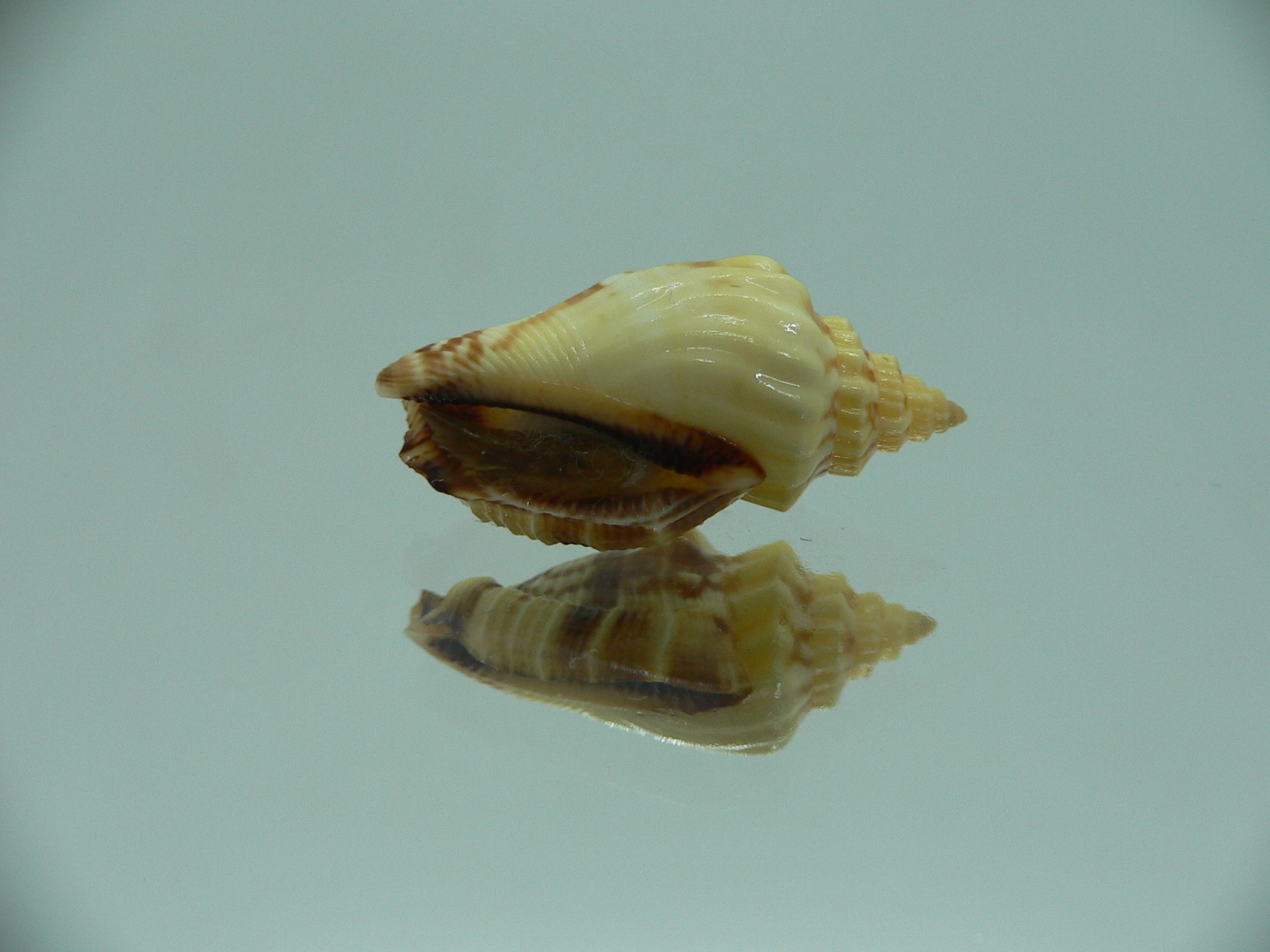 Canarium erythrinum RARE & IDEAL