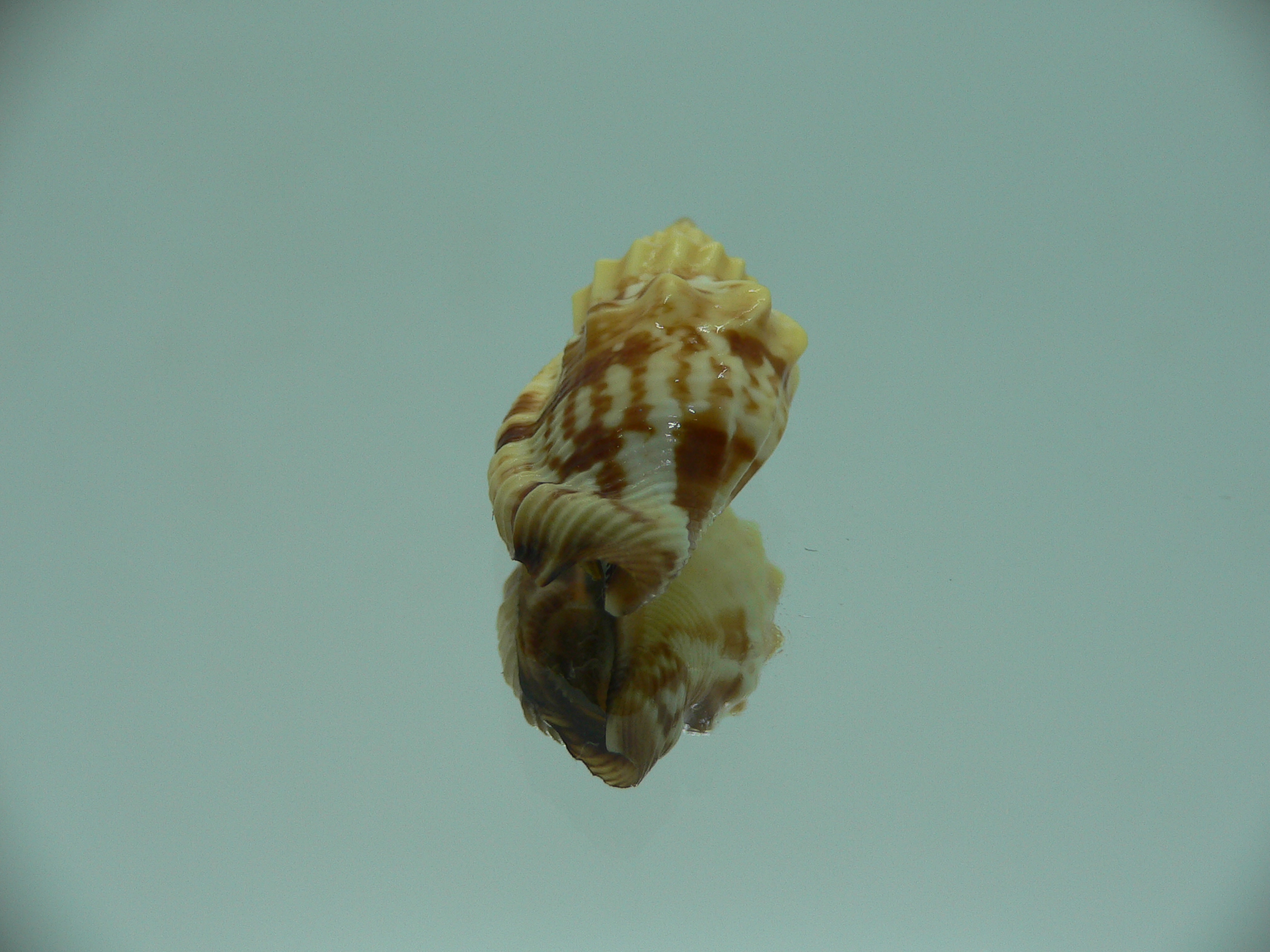 Canarium erythrinum RARE & IDEAL