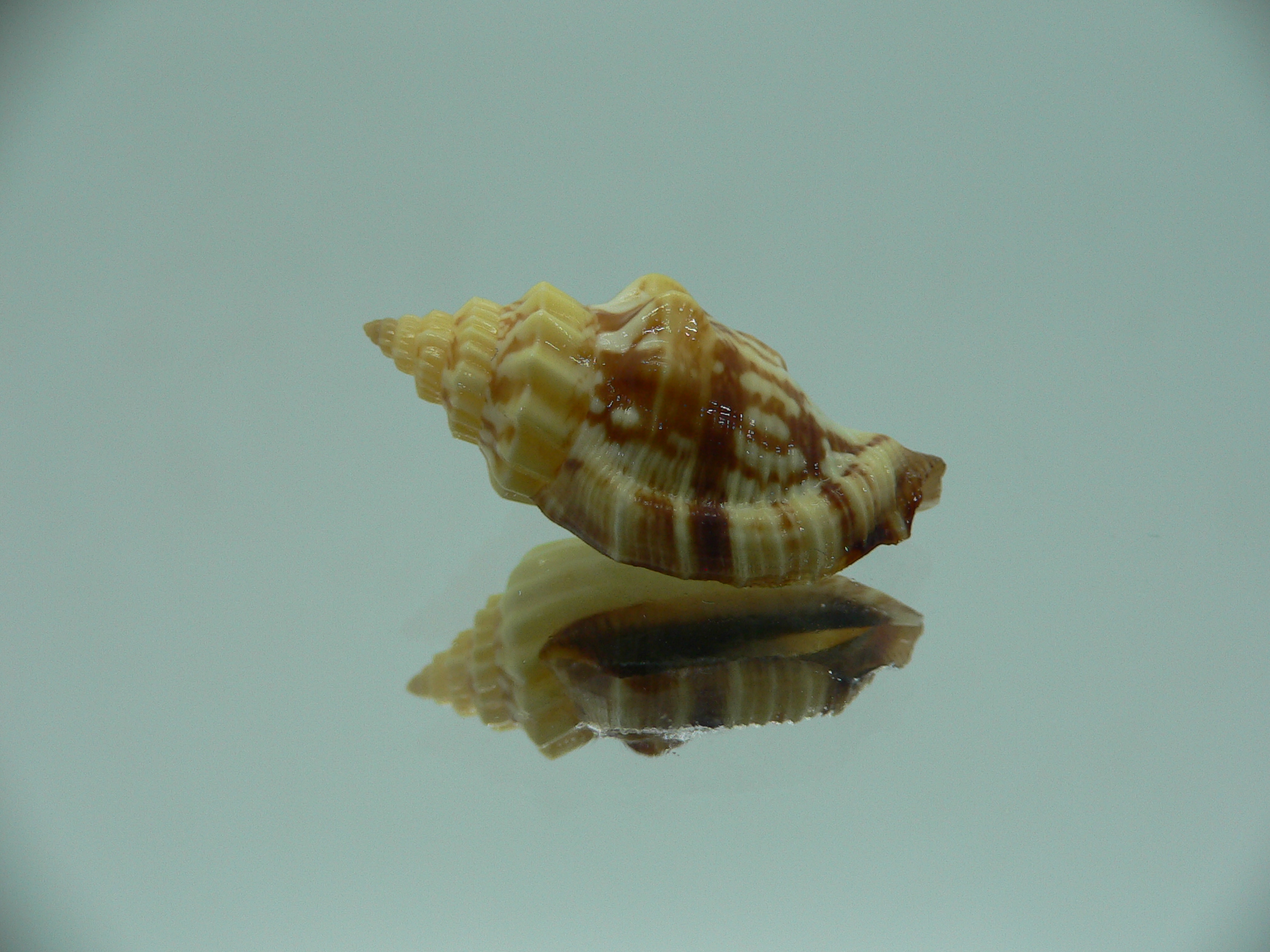 Canarium erythrinum RARE & IDEAL