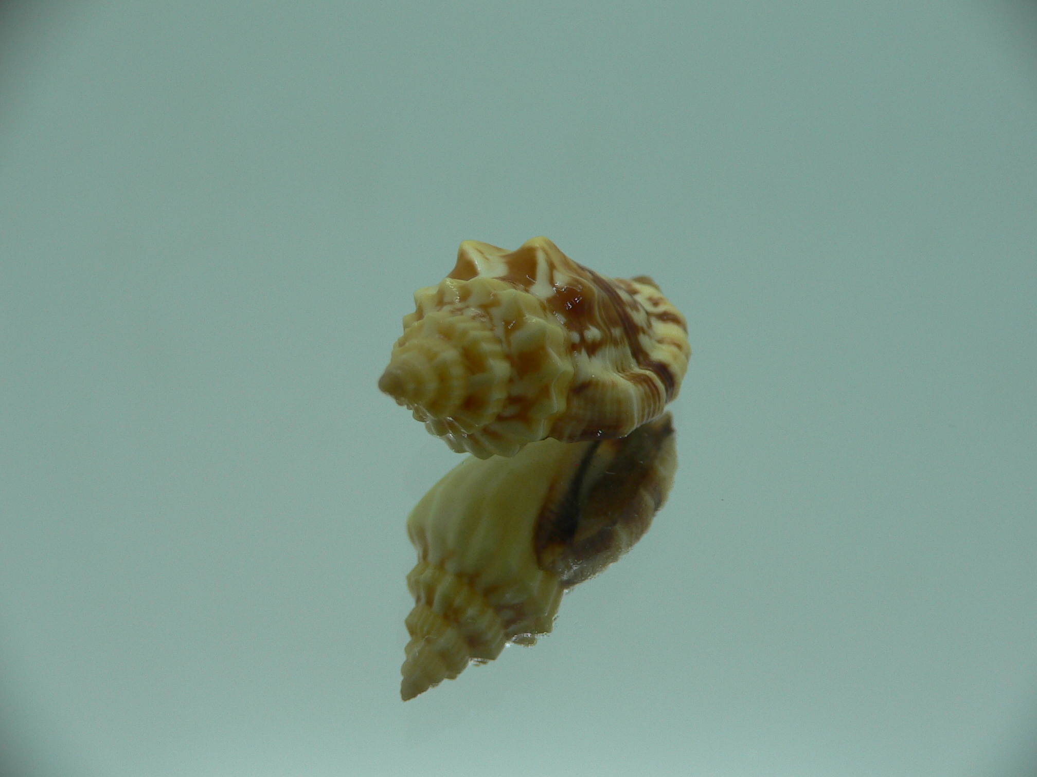 Canarium erythrinum RARE & IDEAL