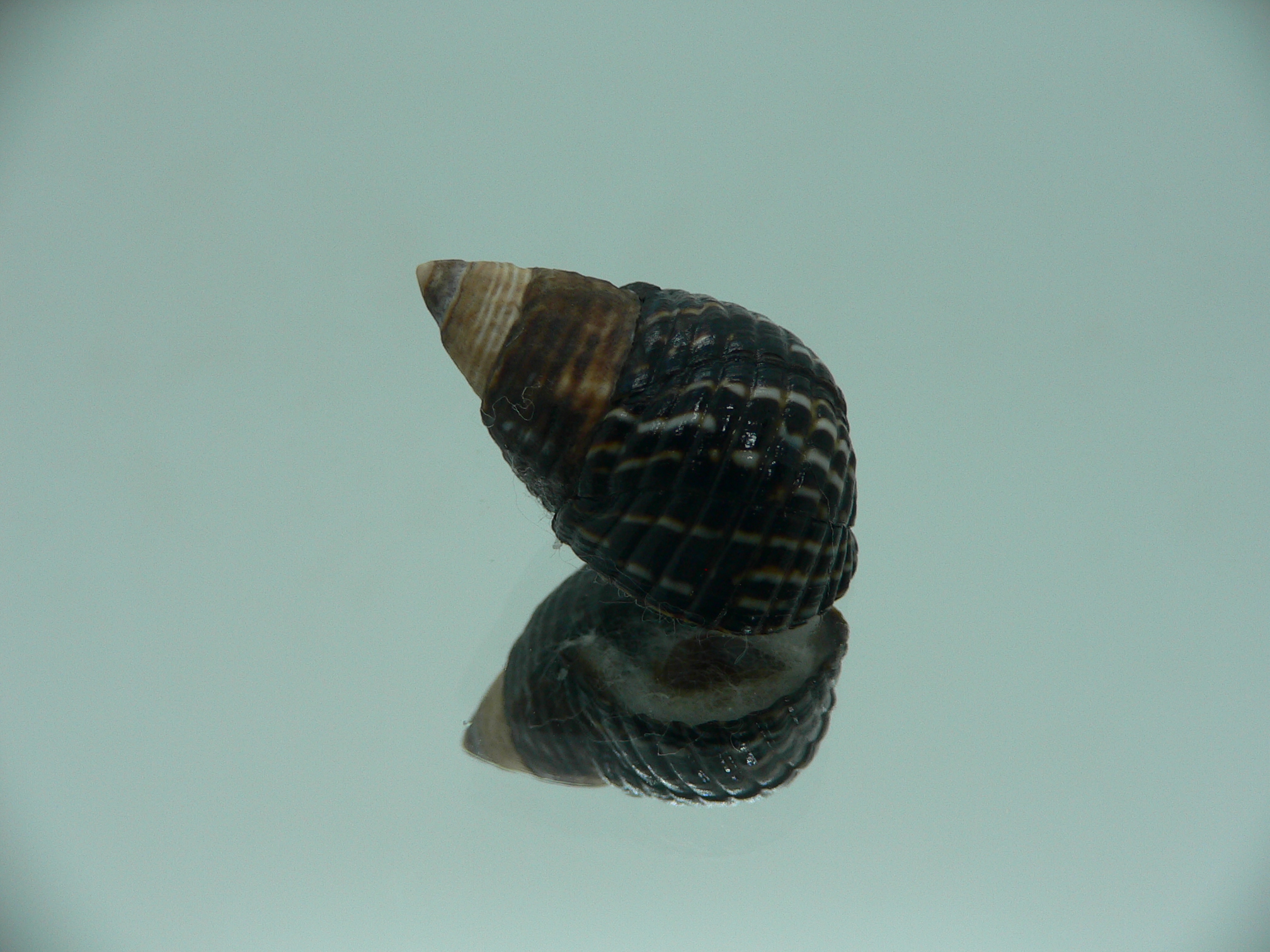 Planaxis lineolatus