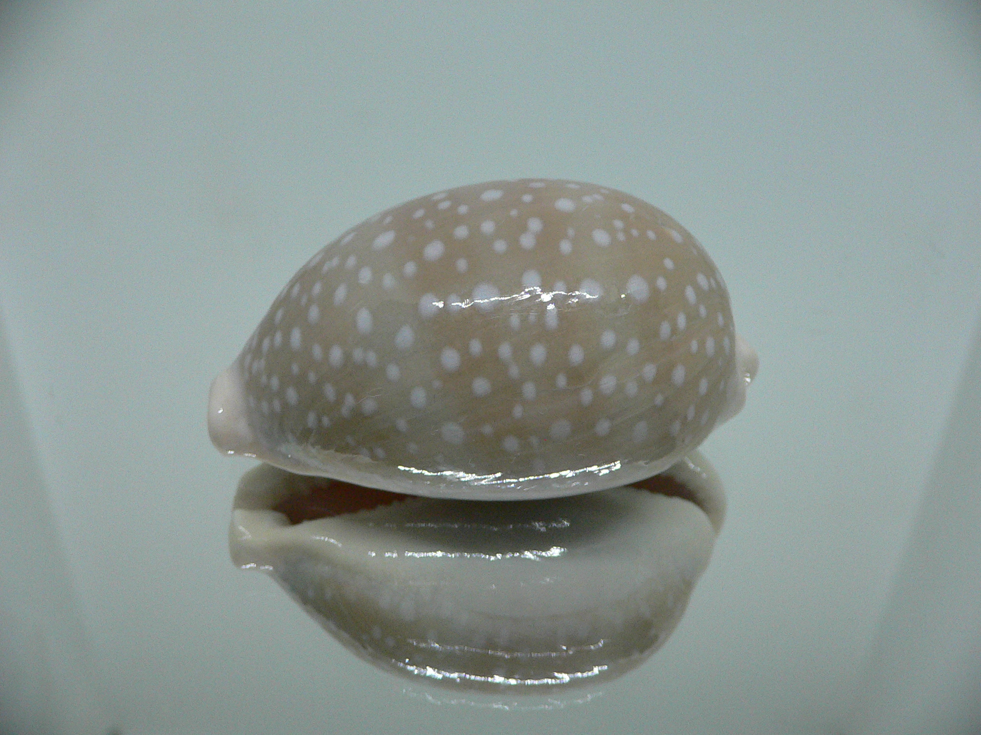 Cypraea camelopardalis SP. WIDE & GREASE STAINS