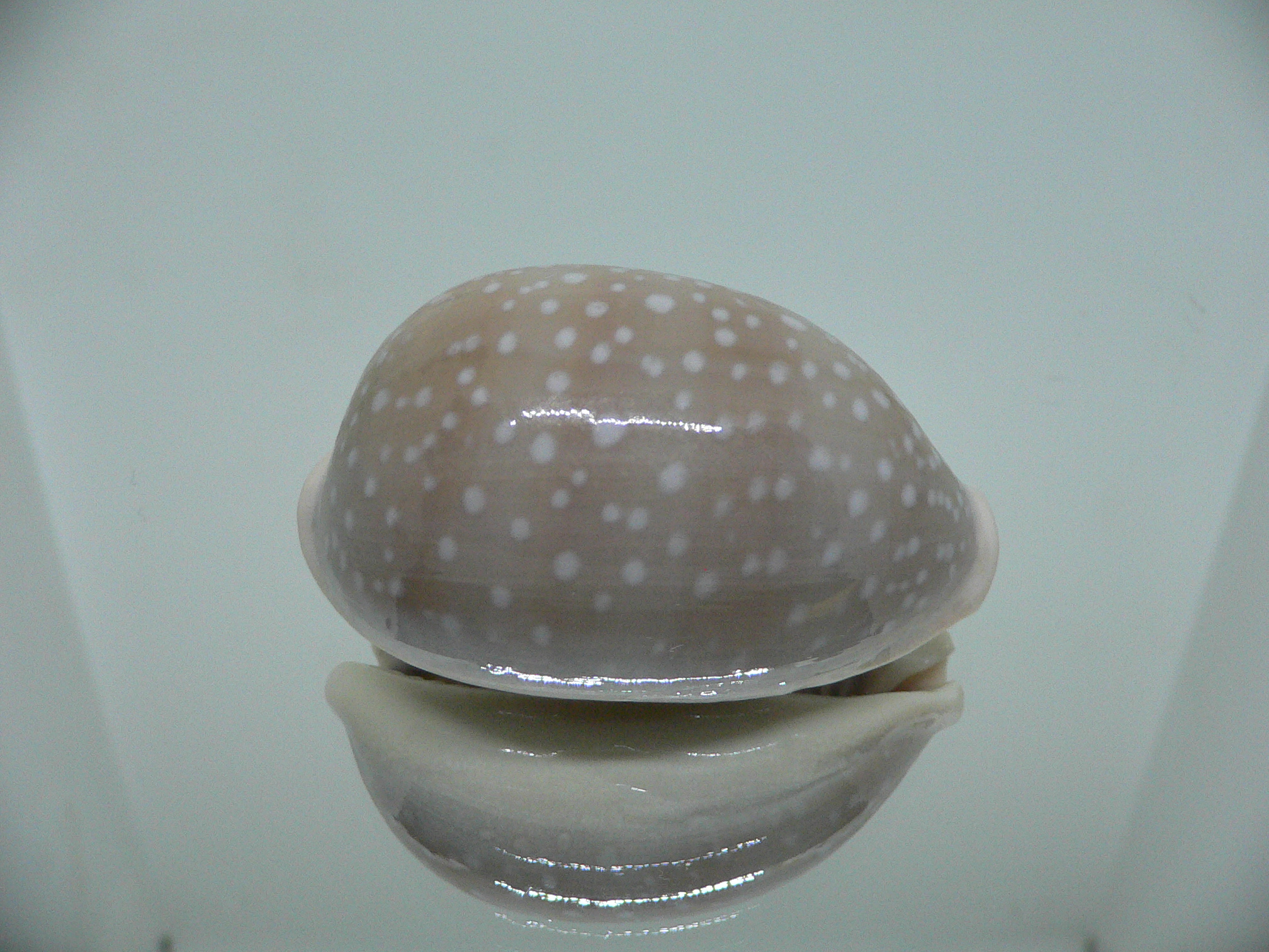 Cypraea camelopardalis SP. WIDE & GREASE STAINS