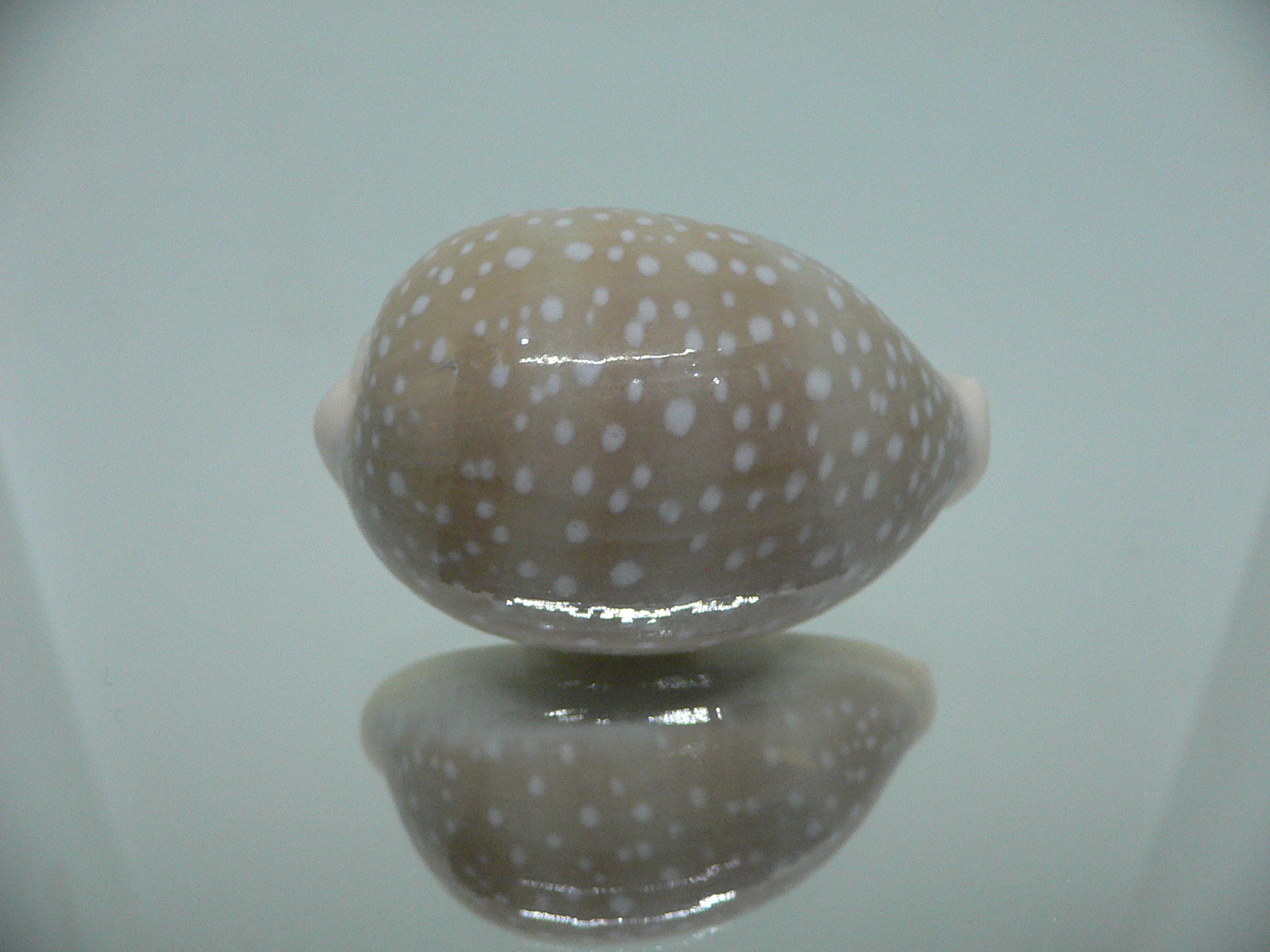 Cypraea camelopardalis SP. WIDE & GREASE STAINS