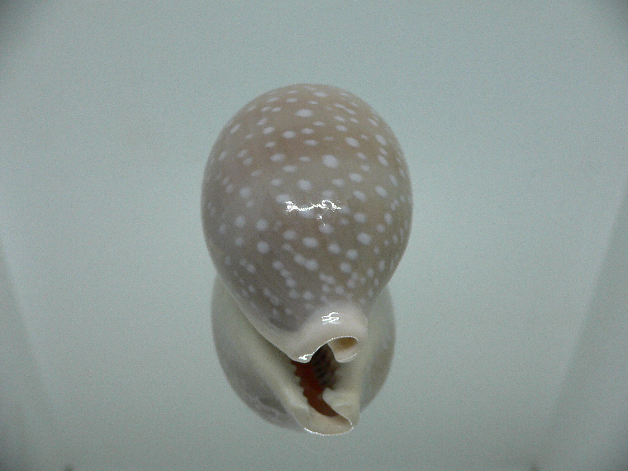 Cypraea camelopardalis SP. WIDE & GREASE STAINS