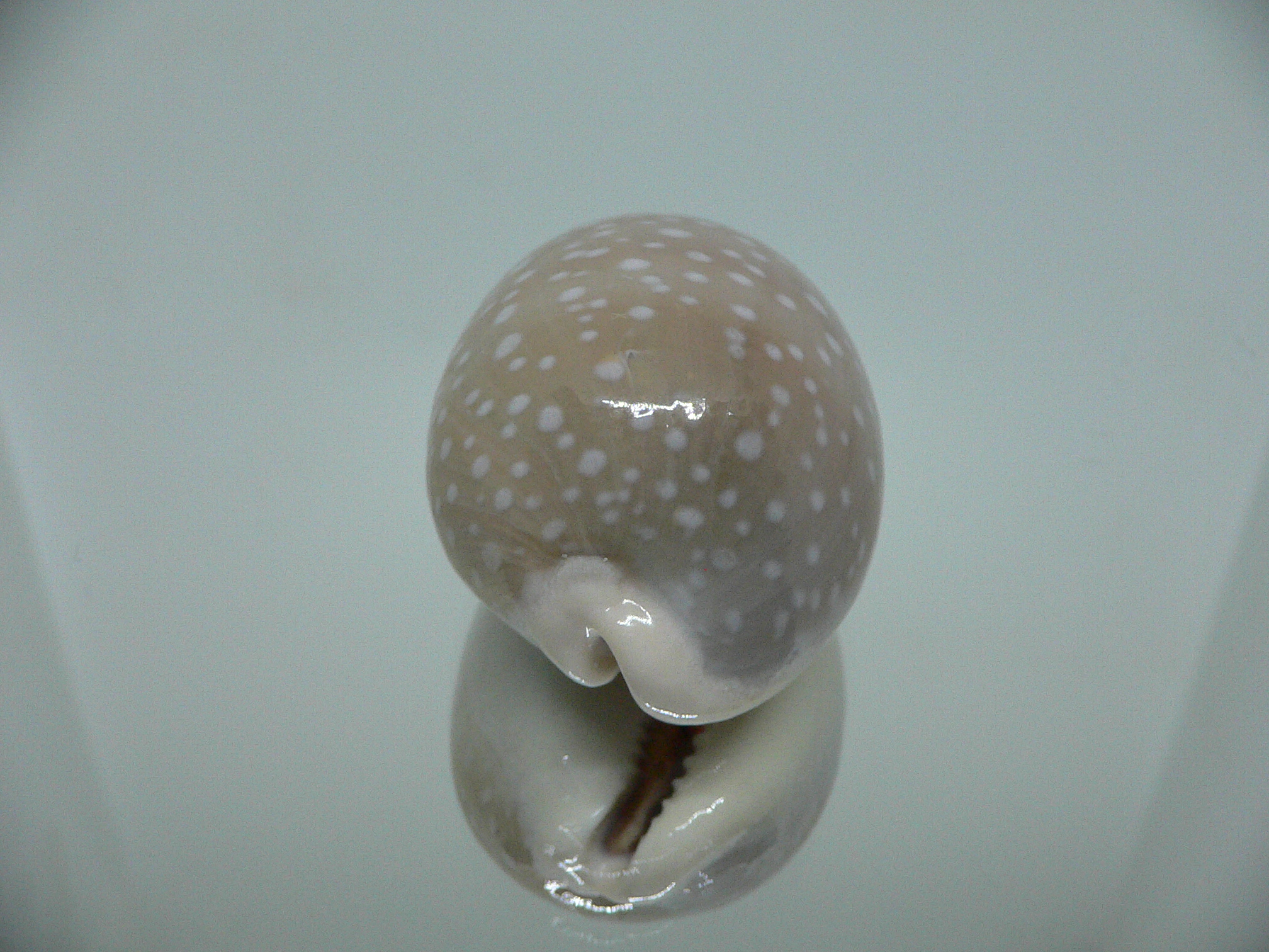 Cypraea camelopardalis SP. WIDE & GREASE STAINS