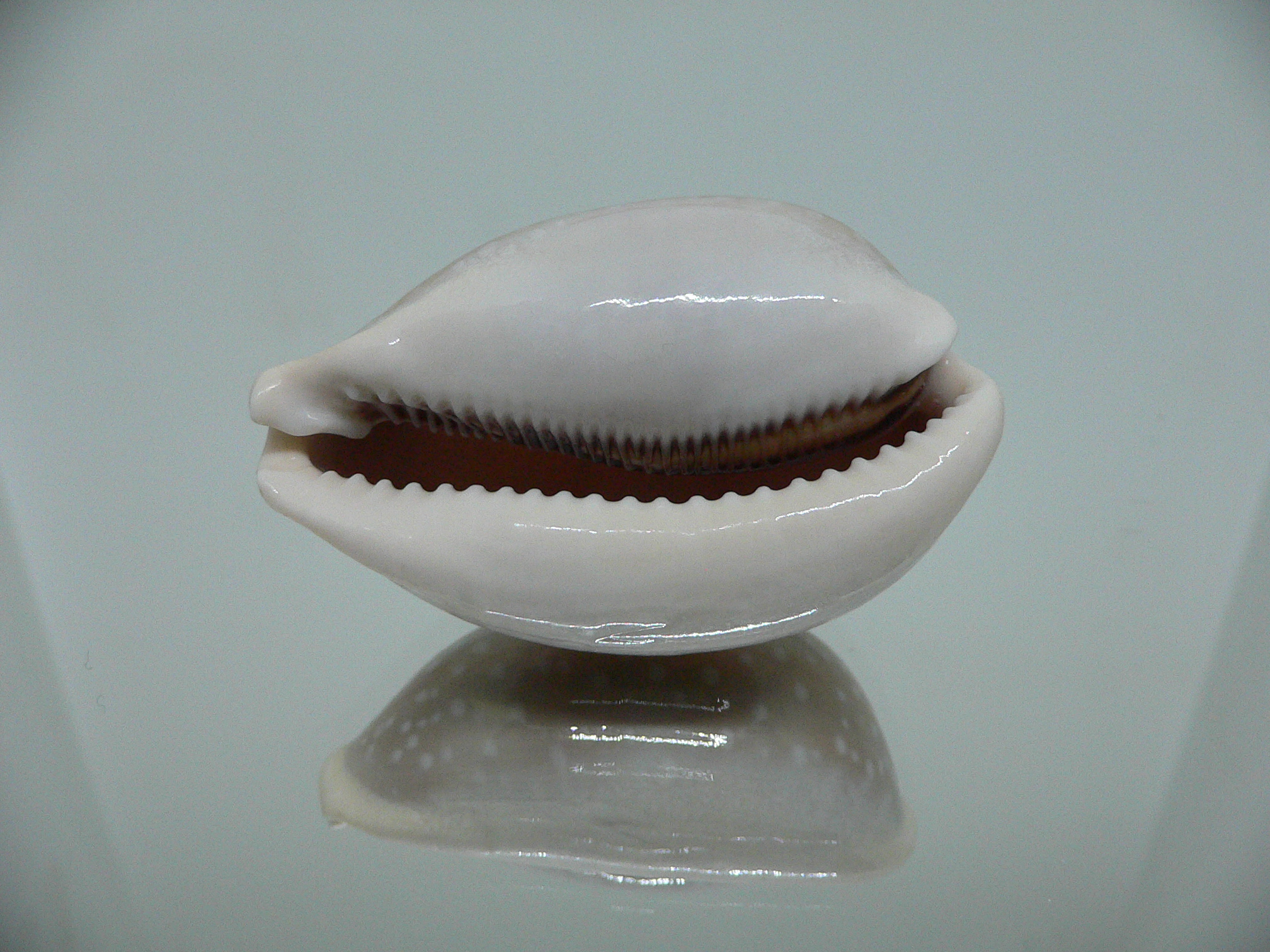 Cypraea camelopardalis SP. WIDE & GREASE STAINS